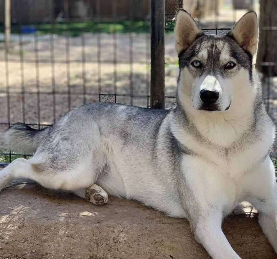 Ace, an adoptable Siberian Husky in San Angelo , TX, 76904 | Photo Image 1
