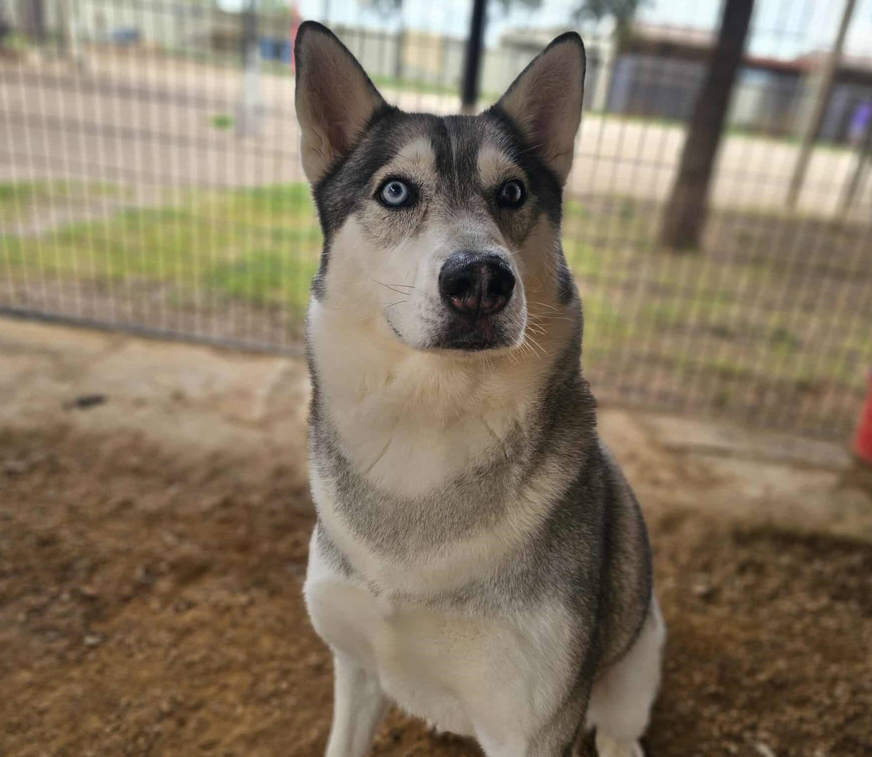 Ace, an adoptable Siberian Husky in San Angelo , TX, 76904 | Photo Image 1