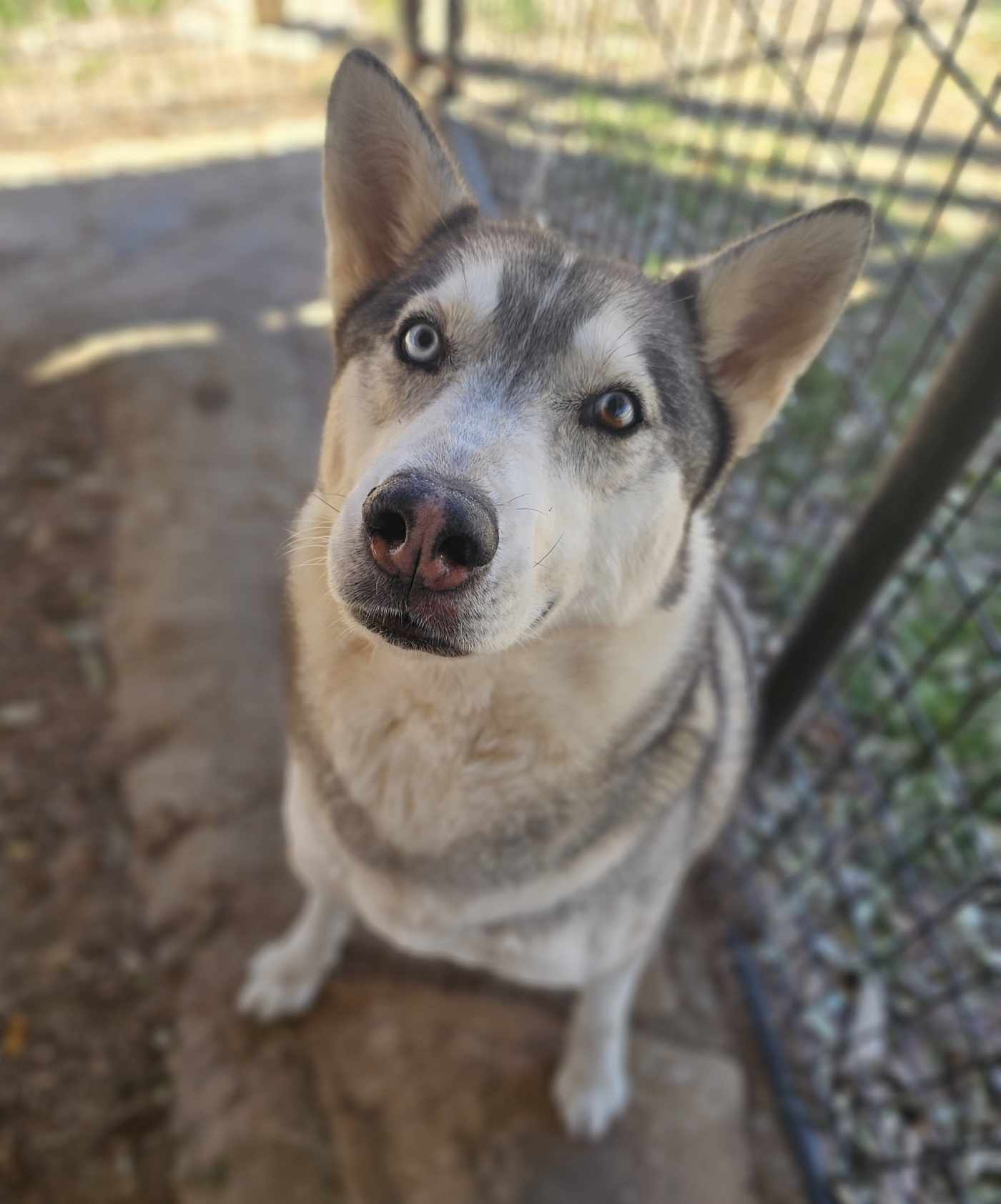Ace, an adoptable Siberian Husky in San Angelo , TX, 76904 | Photo Image 2
