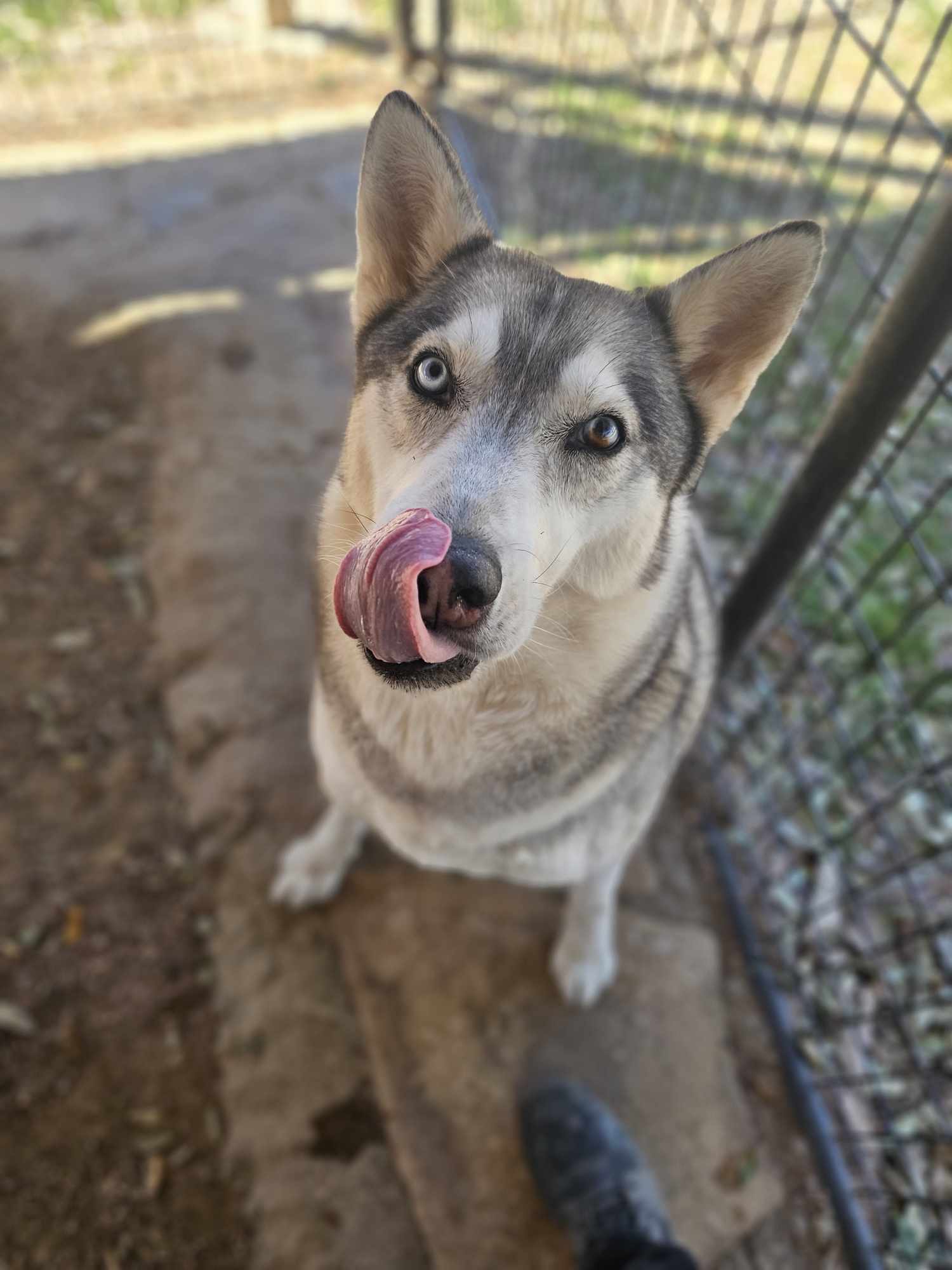 Ace, an adoptable Siberian Husky in San Angelo , TX, 76904 | Photo Image 3