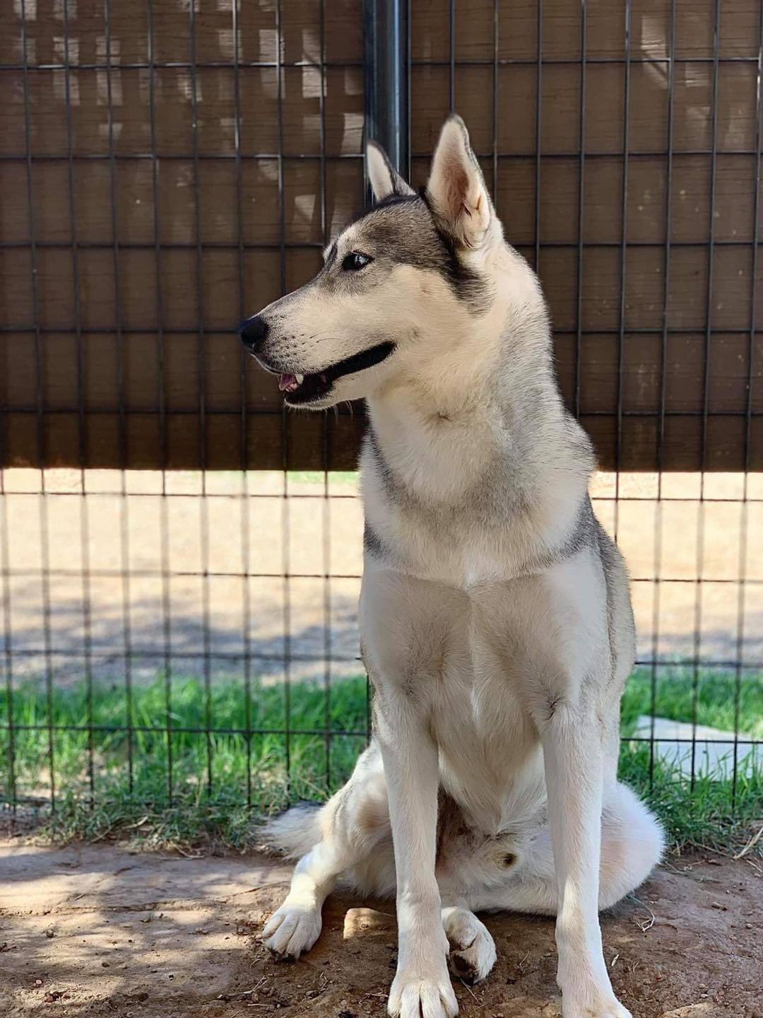 Ace, an adoptable Siberian Husky in San Angelo , TX, 76904 | Photo Image 5