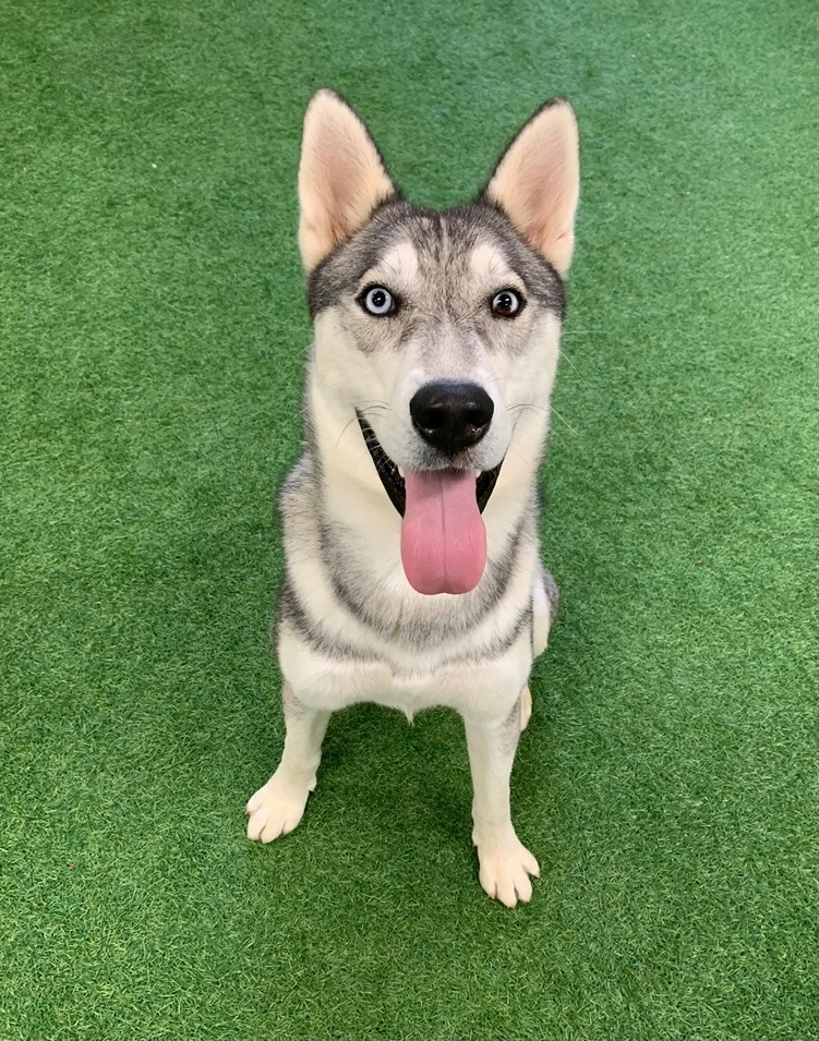 Ace, an adoptable Siberian Husky in San Angelo , TX, 76904 | Photo Image 5