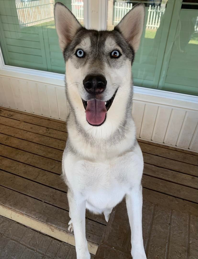 Ace, an adoptable Siberian Husky in San Angelo , TX, 76904 | Photo Image 6