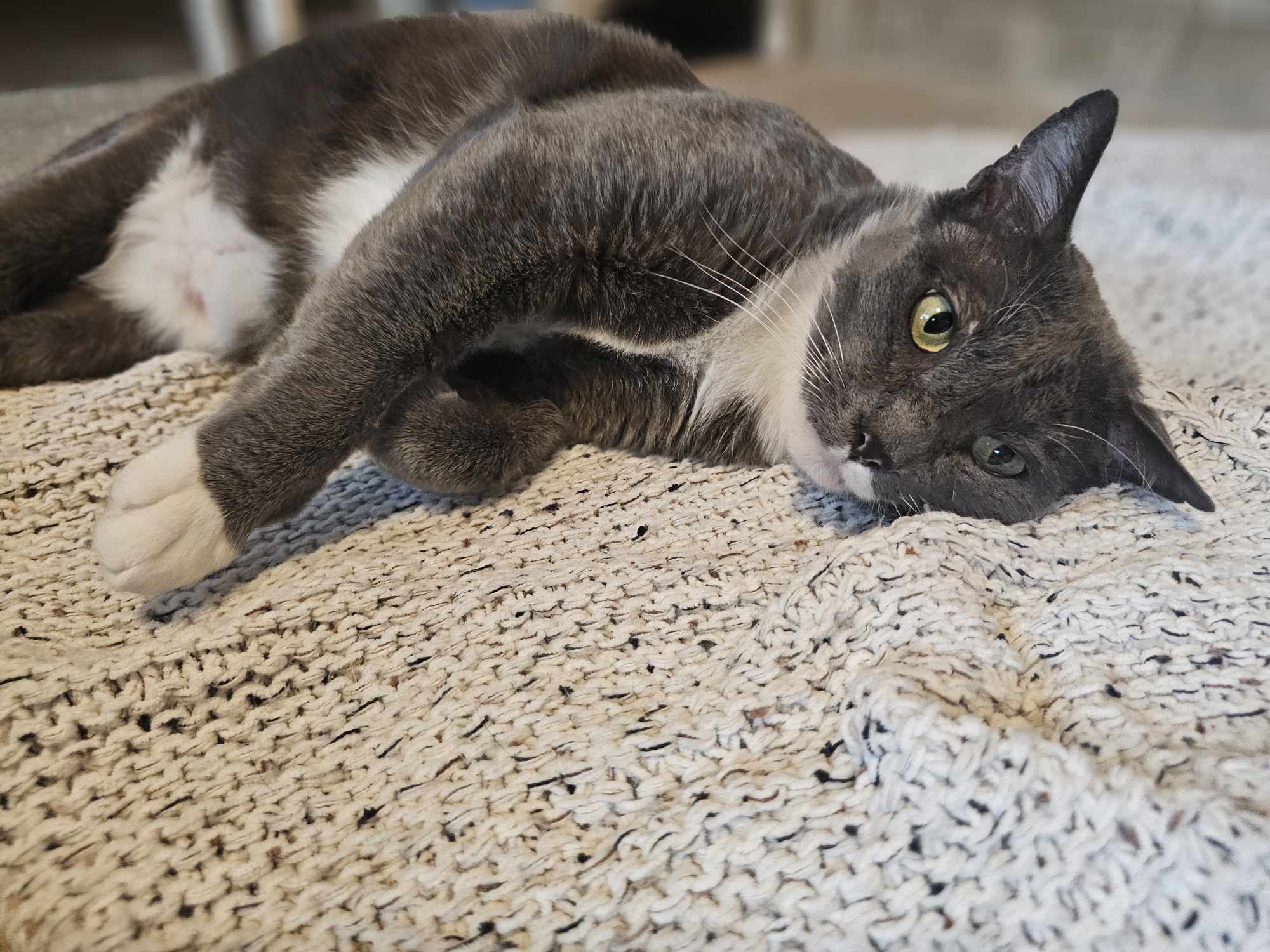 Charlie, an adoptable Domestic Medium Hair in San Angelo , TX, 76904 | Photo Image 1