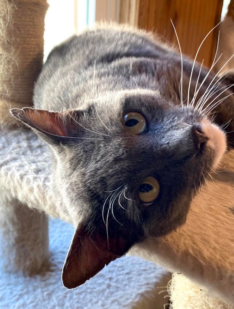 Charlie, an adoptable Domestic Medium Hair in San Angelo , TX, 76904 | Photo Image 3