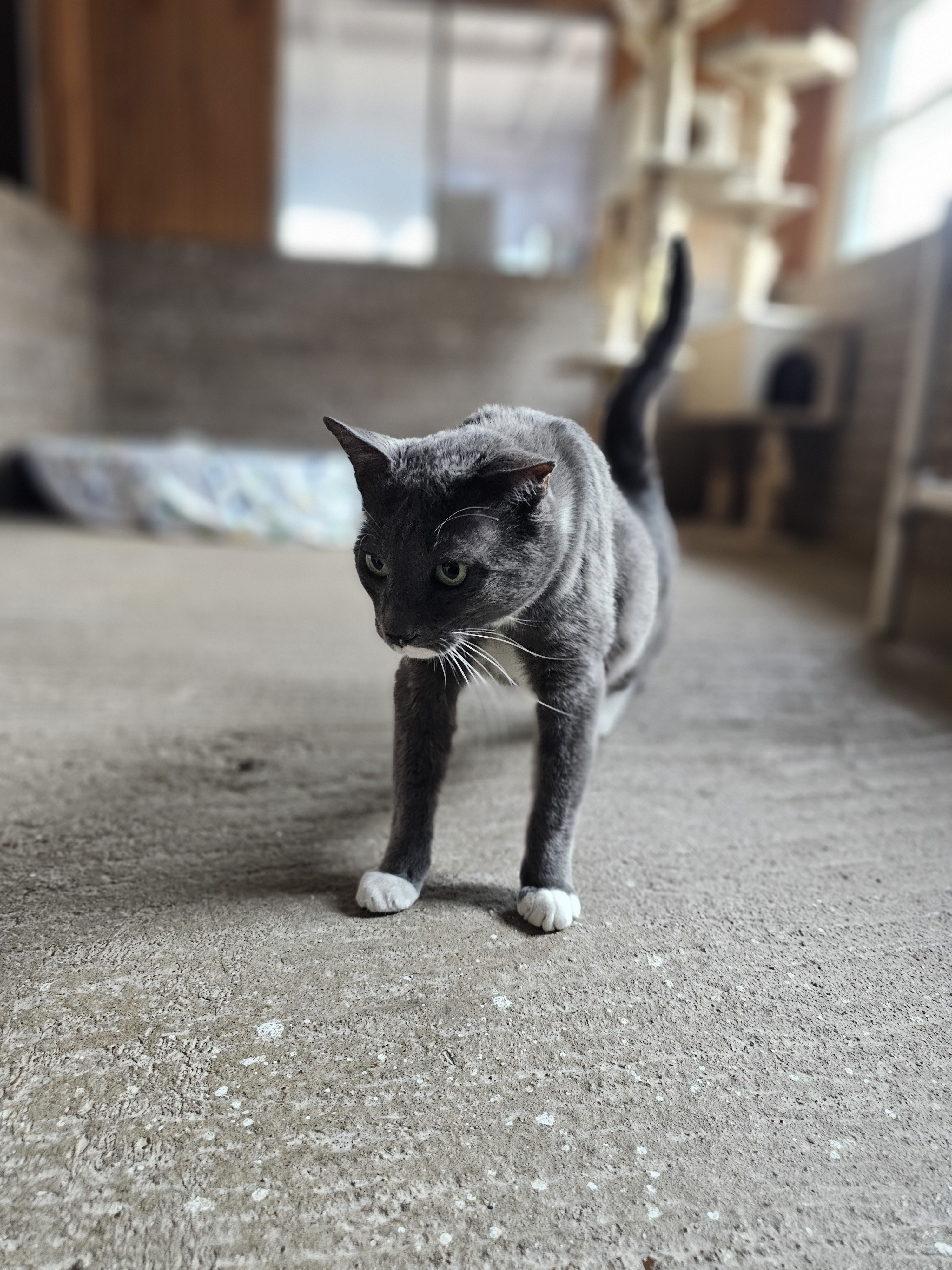 Charlie, an adoptable Domestic Medium Hair in San Angelo , TX, 76904 | Photo Image 4