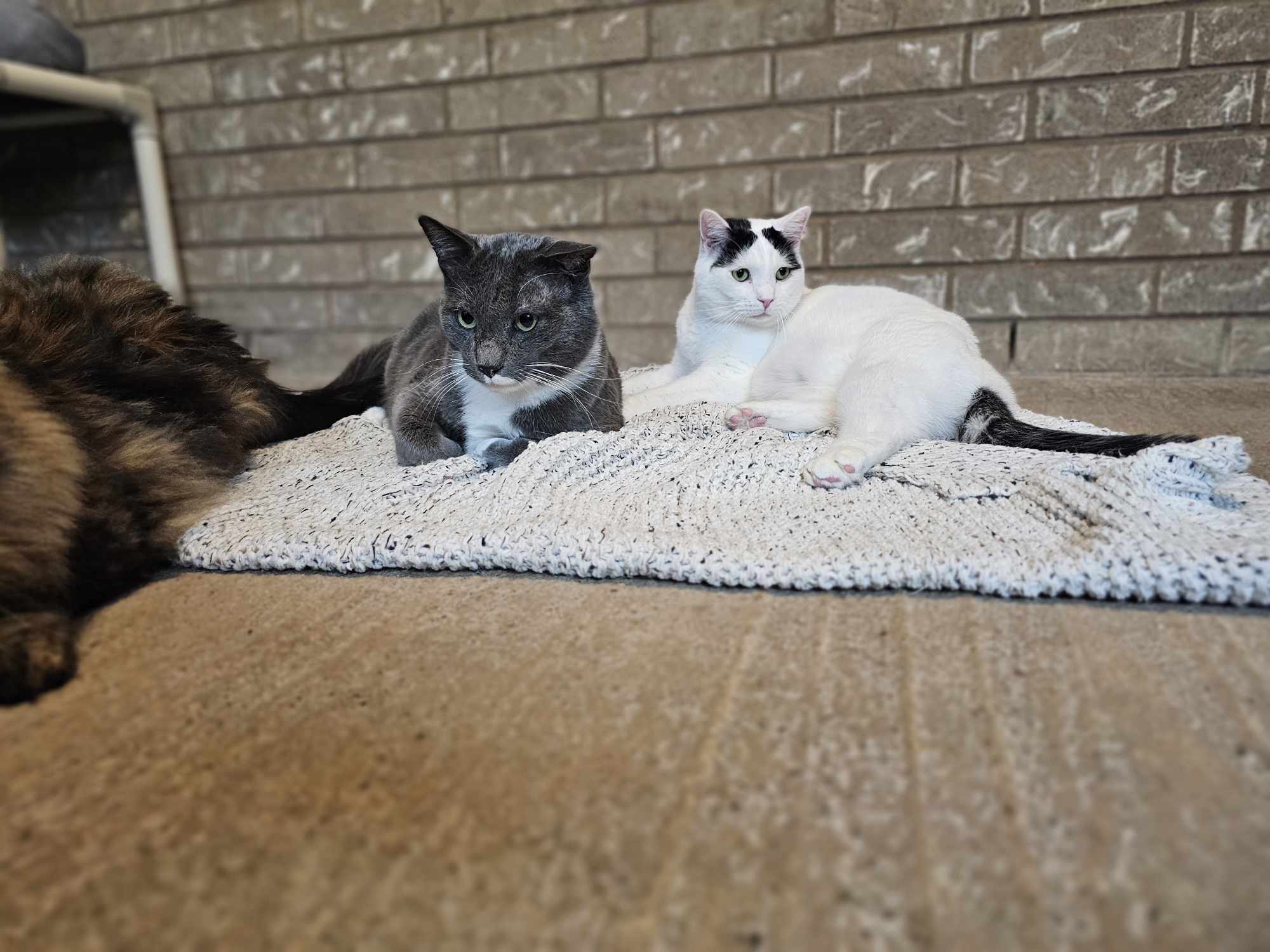 Charlie, an adoptable Domestic Medium Hair in San Angelo , TX, 76904 | Photo Image 5