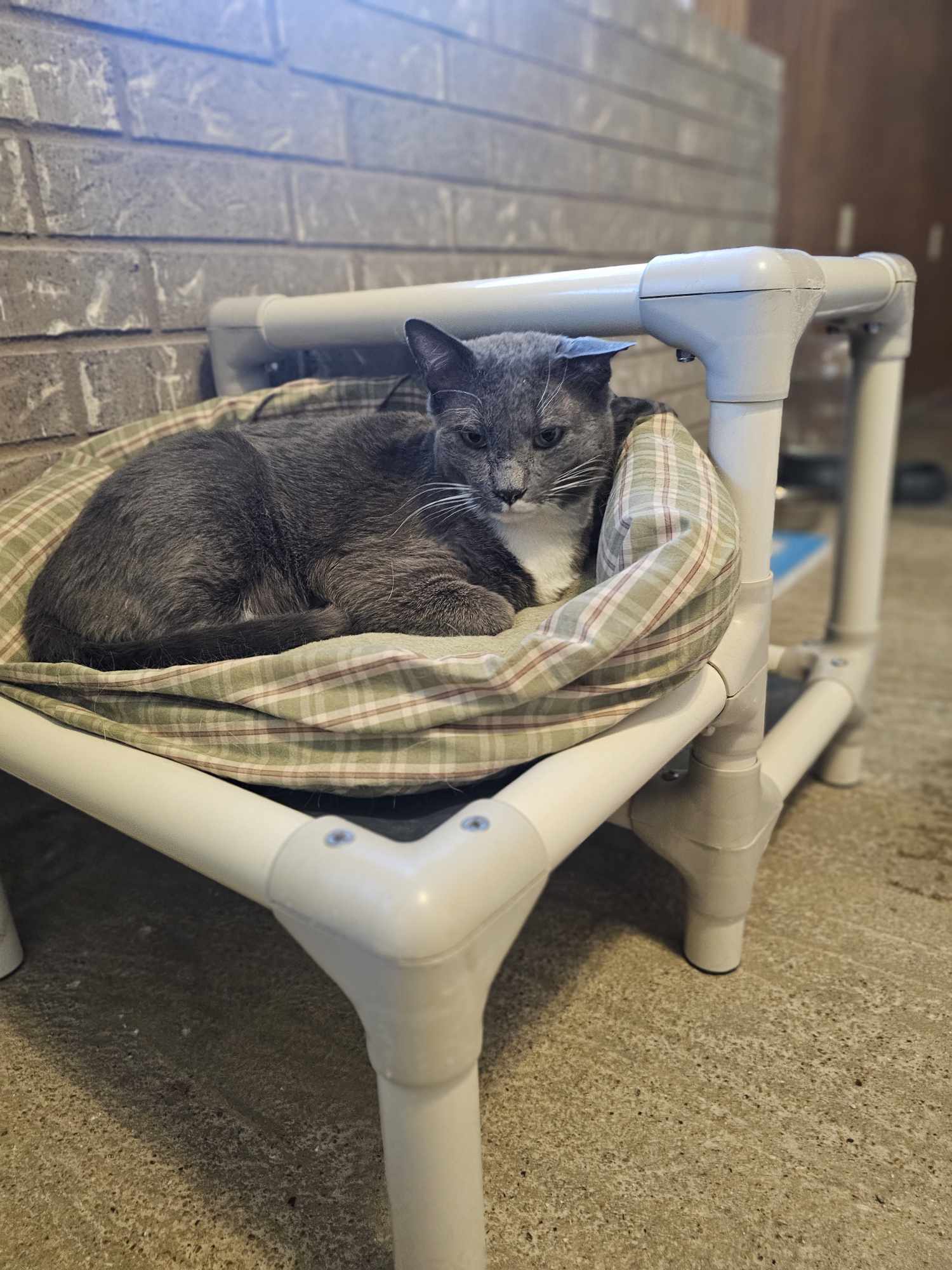 Charlie, an adoptable Domestic Medium Hair in San Angelo , TX, 76904 | Photo Image 6