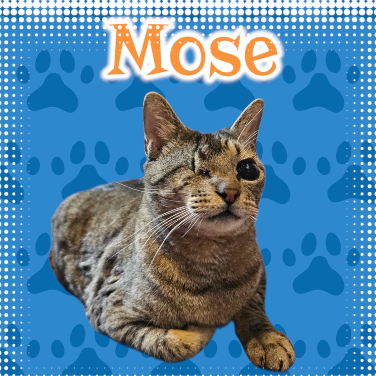 Mose, an adoptable Domestic Short Hair in San Angelo , TX, 76904 | Photo Image 1