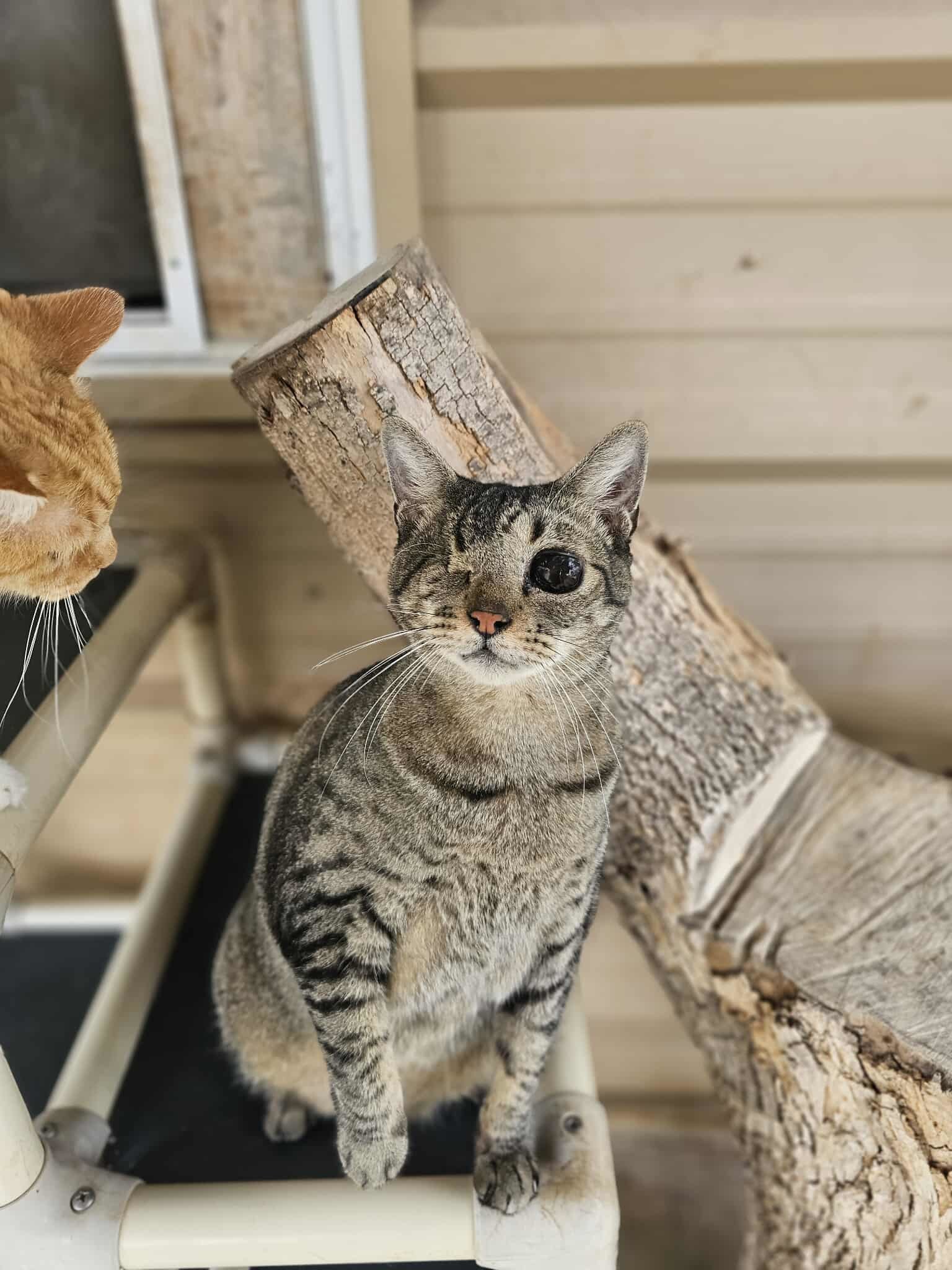 Mose, an adoptable Domestic Short Hair in San Angelo , TX, 76904 | Photo Image 2