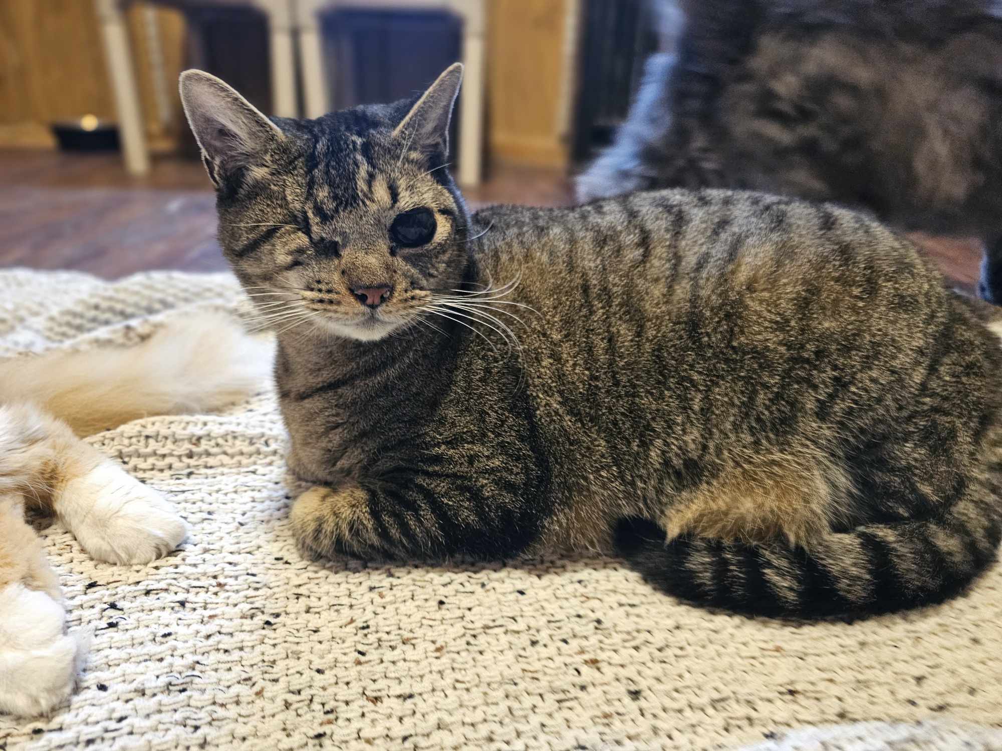 Mose, an adoptable Domestic Short Hair in San Angelo , TX, 76904 | Photo Image 4