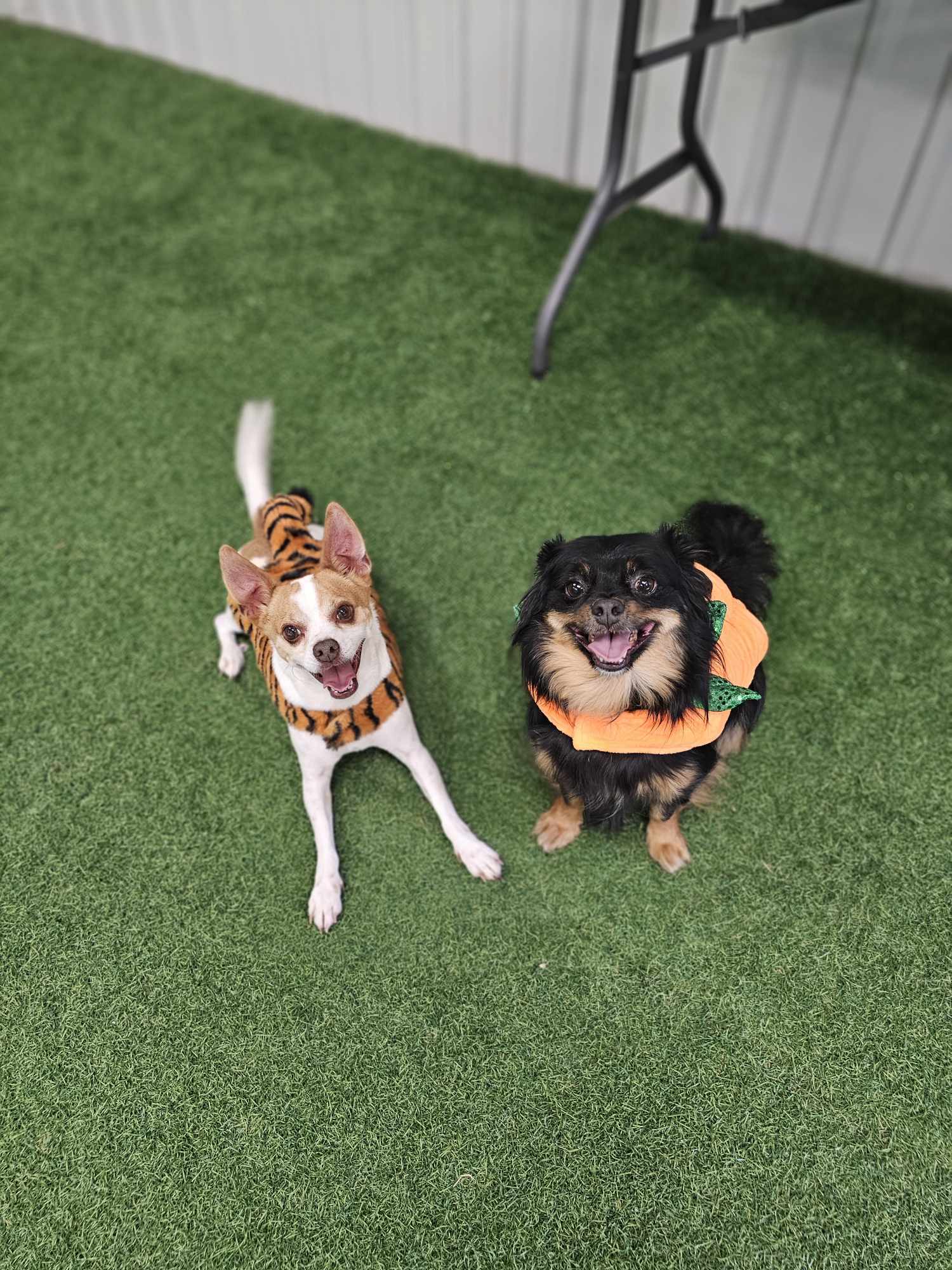 Carmelo and Valentino, an adoptable Chihuahua in San Angelo , TX, 76904 | Photo Image 1