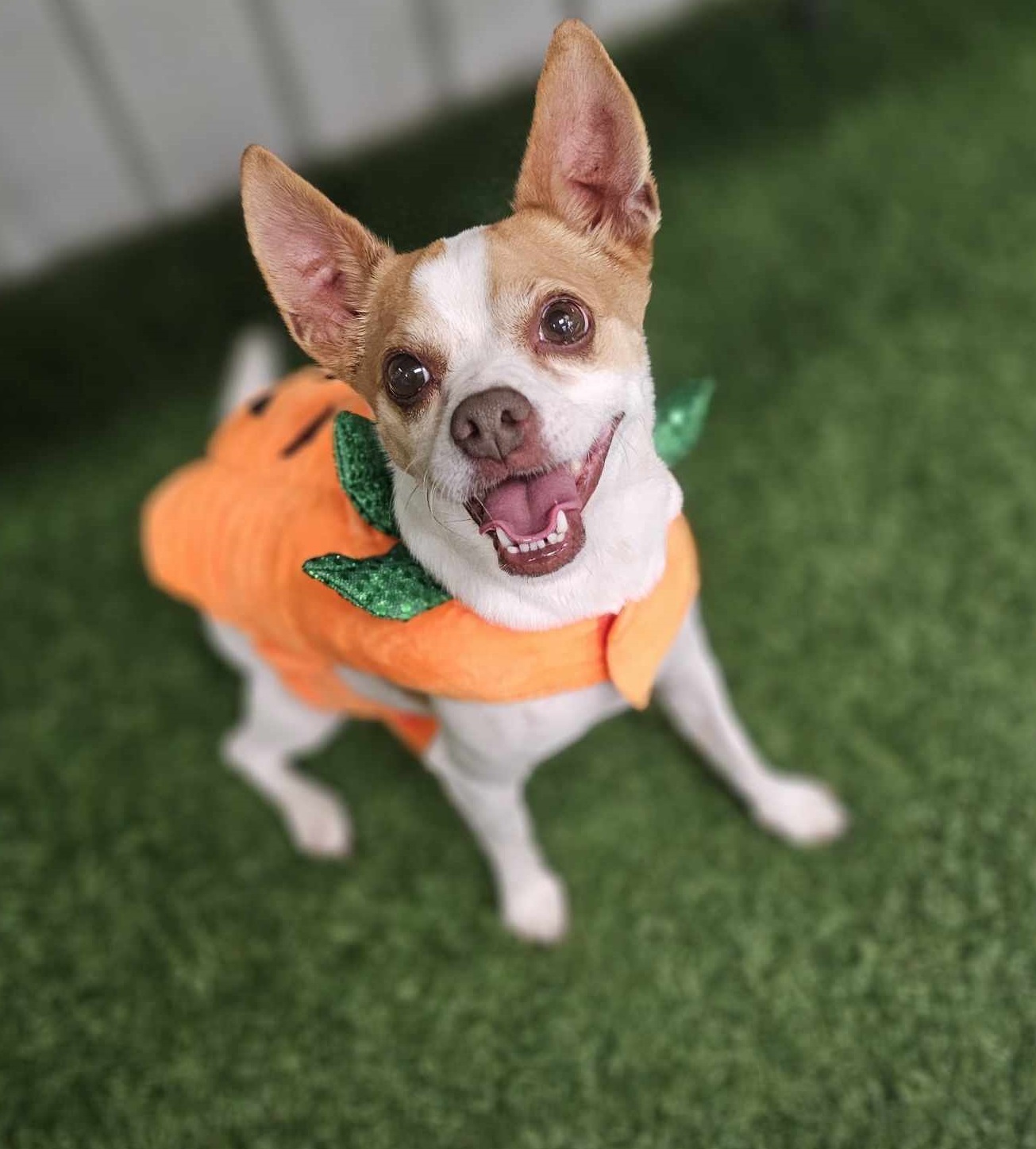 Carmelo and Valentino, an adoptable Chihuahua in San Angelo , TX, 76904 | Photo Image 2