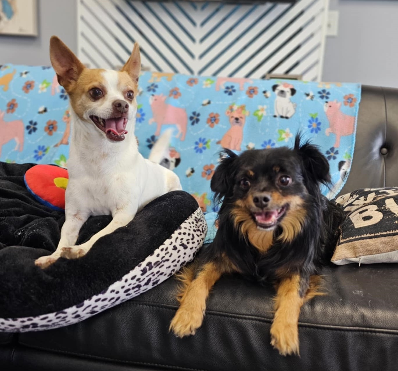 Carmelo and Valentino, an adoptable Chihuahua in San Angelo , TX, 76904 | Photo Image 2