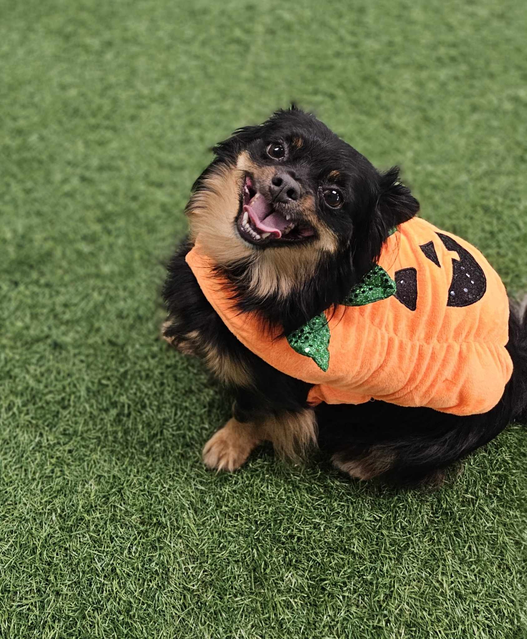 Carmelo and Valentino, an adoptable Chihuahua in San Angelo , TX, 76904 | Photo Image 3