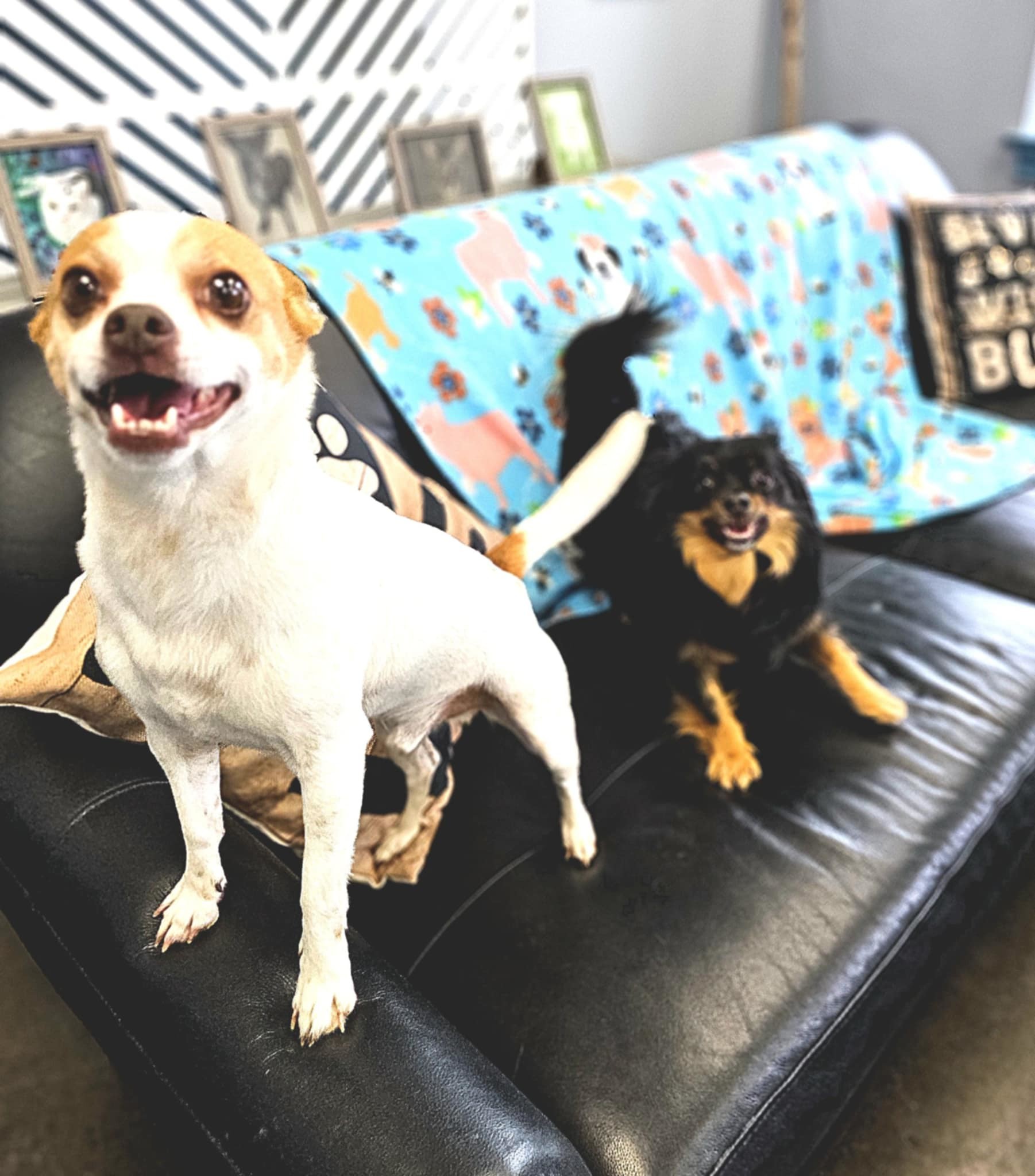 Carmelo and Valentino, an adoptable Chihuahua in San Angelo , TX, 76904 | Photo Image 3