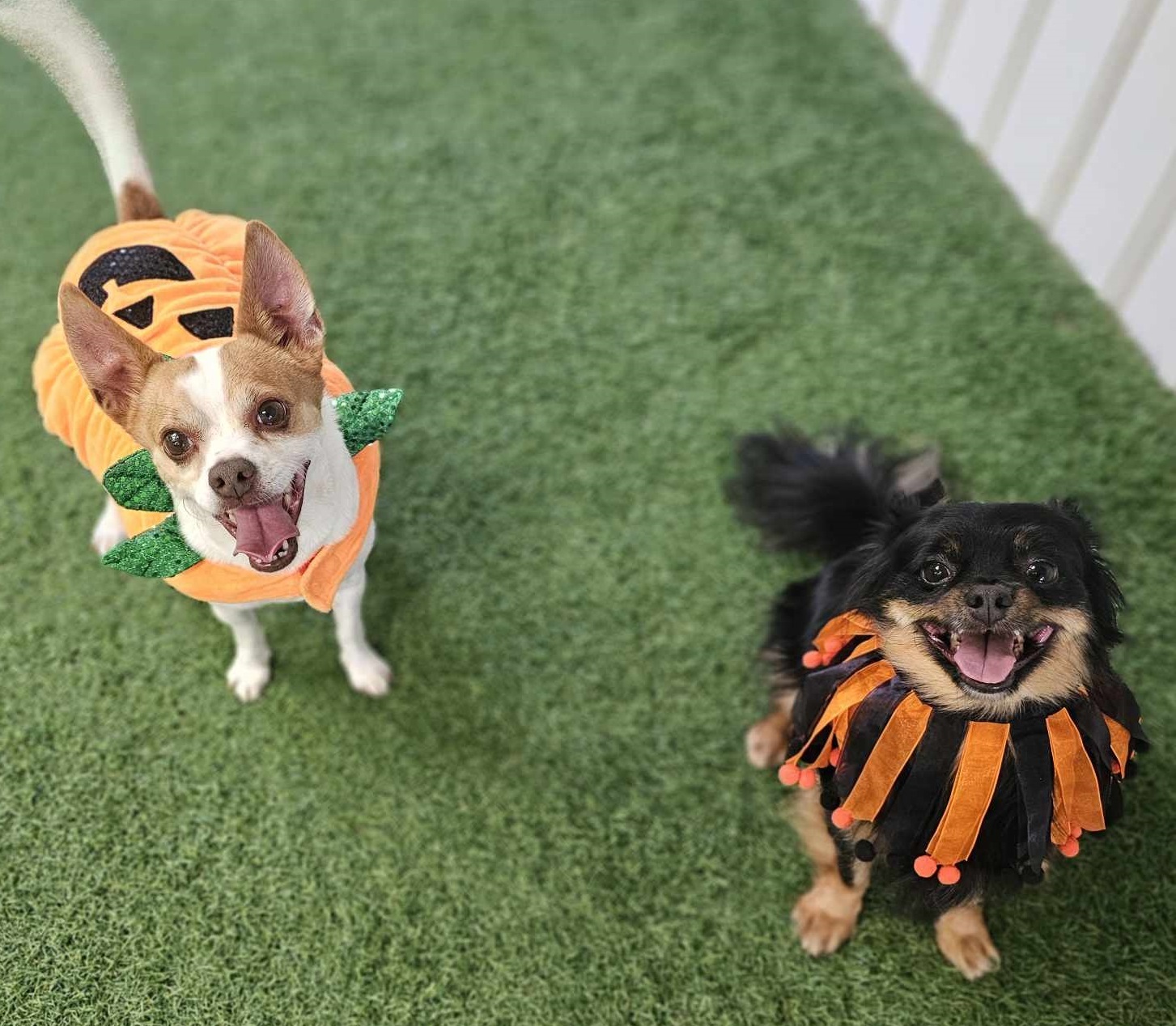 Carmelo and Valentino, an adoptable Chihuahua in San Angelo , TX, 76904 | Photo Image 4