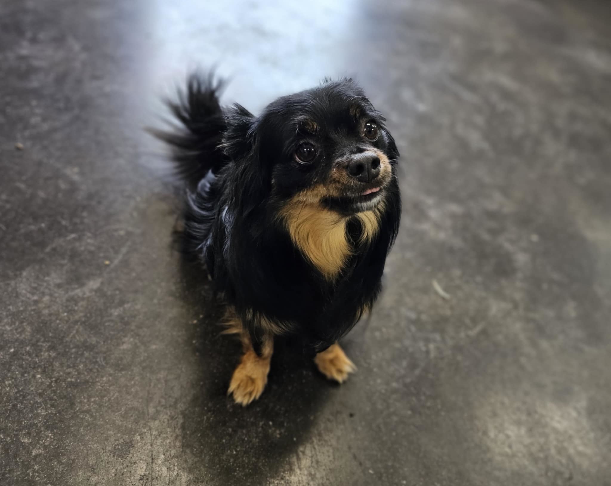 Carmelo and Valentino, an adoptable Chihuahua in San Angelo , TX, 76904 | Photo Image 4