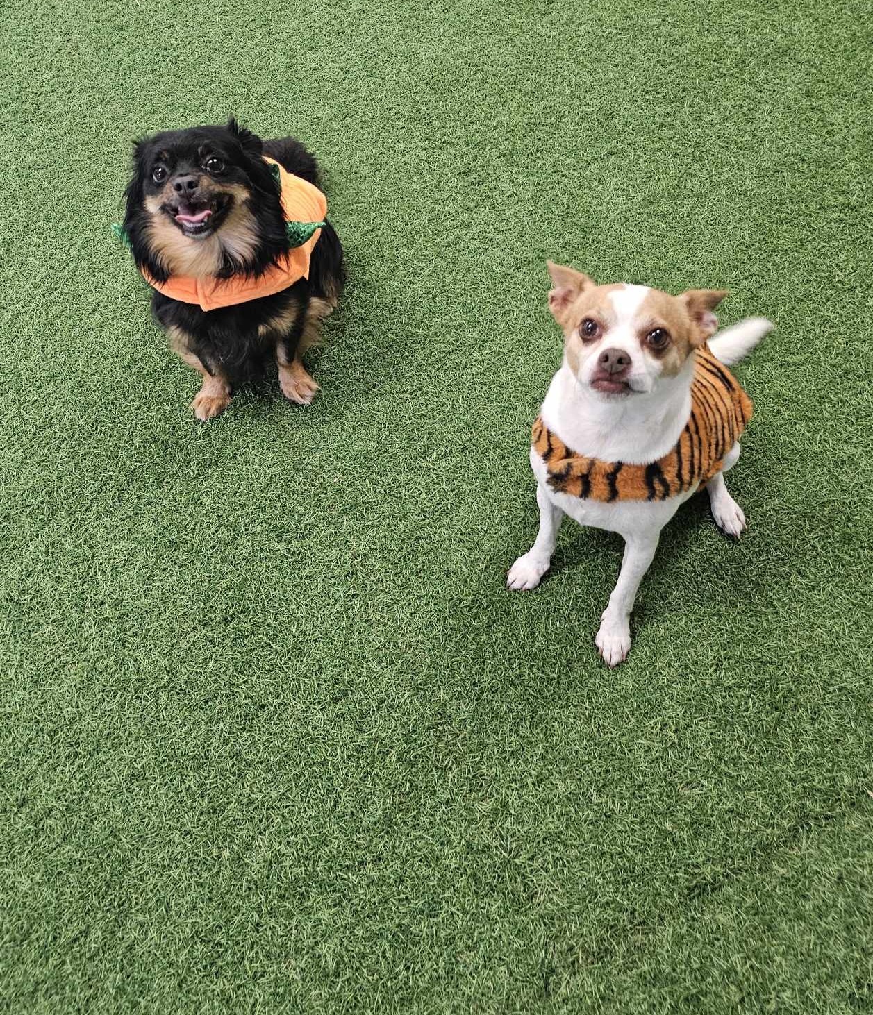 Carmelo and Valentino, an adoptable Chihuahua in San Angelo , TX, 76904 | Photo Image 5