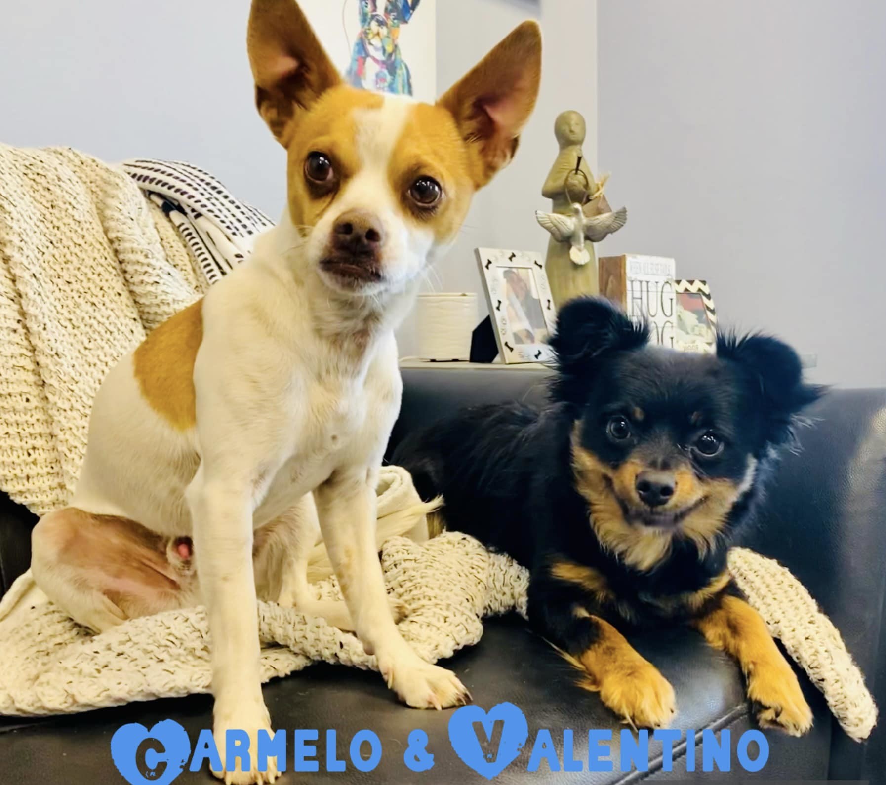 Carmelo and Valentino, an adoptable Chihuahua in San Angelo , TX, 76904 | Photo Image 6