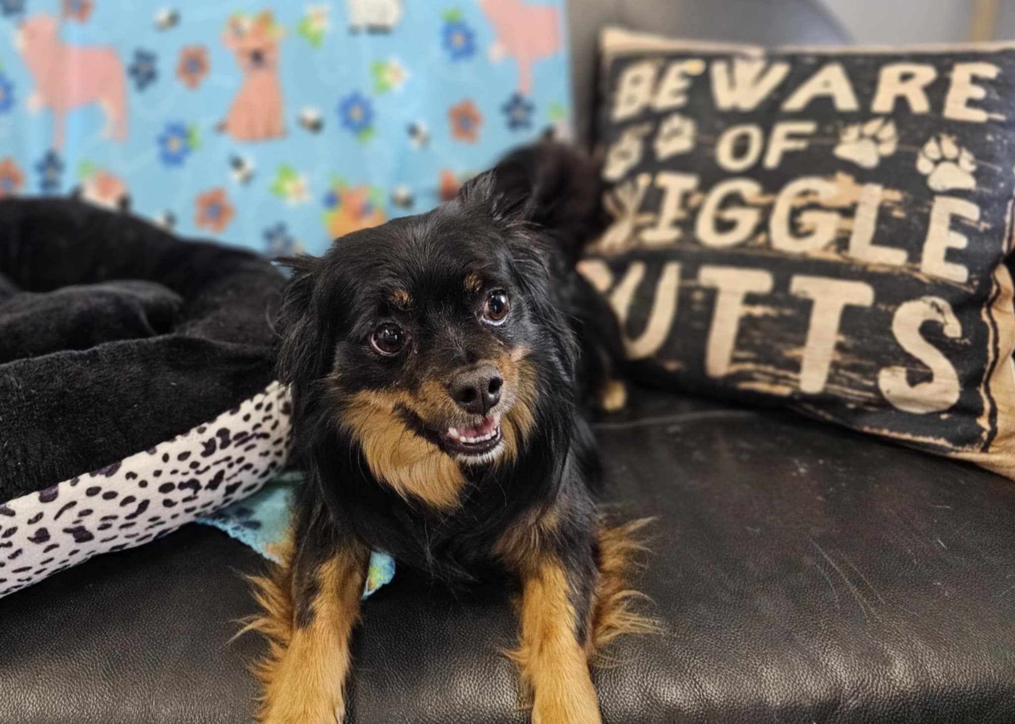 Carmelo and Valentino, an adoptable Chihuahua in San Angelo , TX, 76904 | Photo Image 6