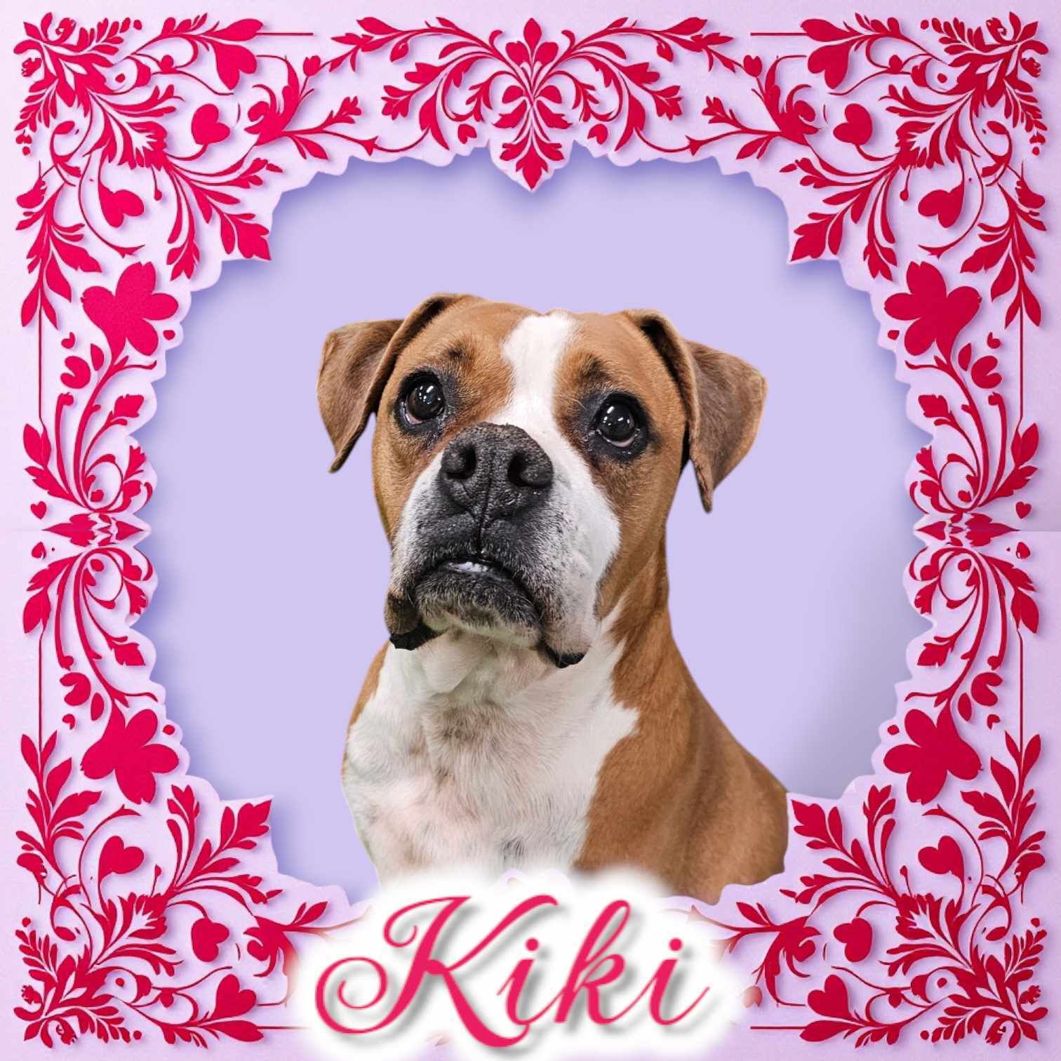 Kiki, an adoptable Boxer in San Angelo , TX, 76904 | Photo Image 1