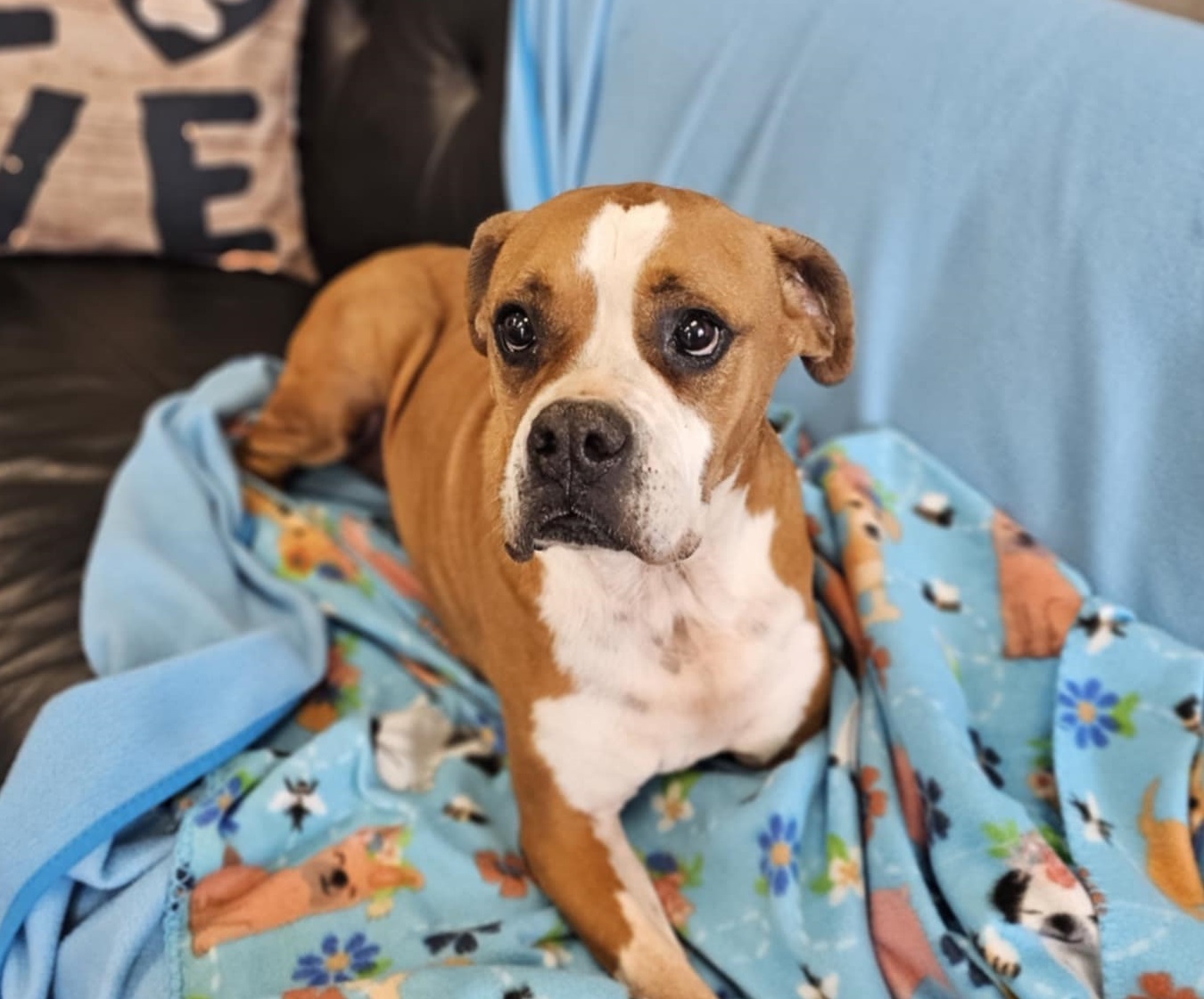 Kiki, an adoptable Boxer in San Angelo , TX, 76904 | Photo Image 2