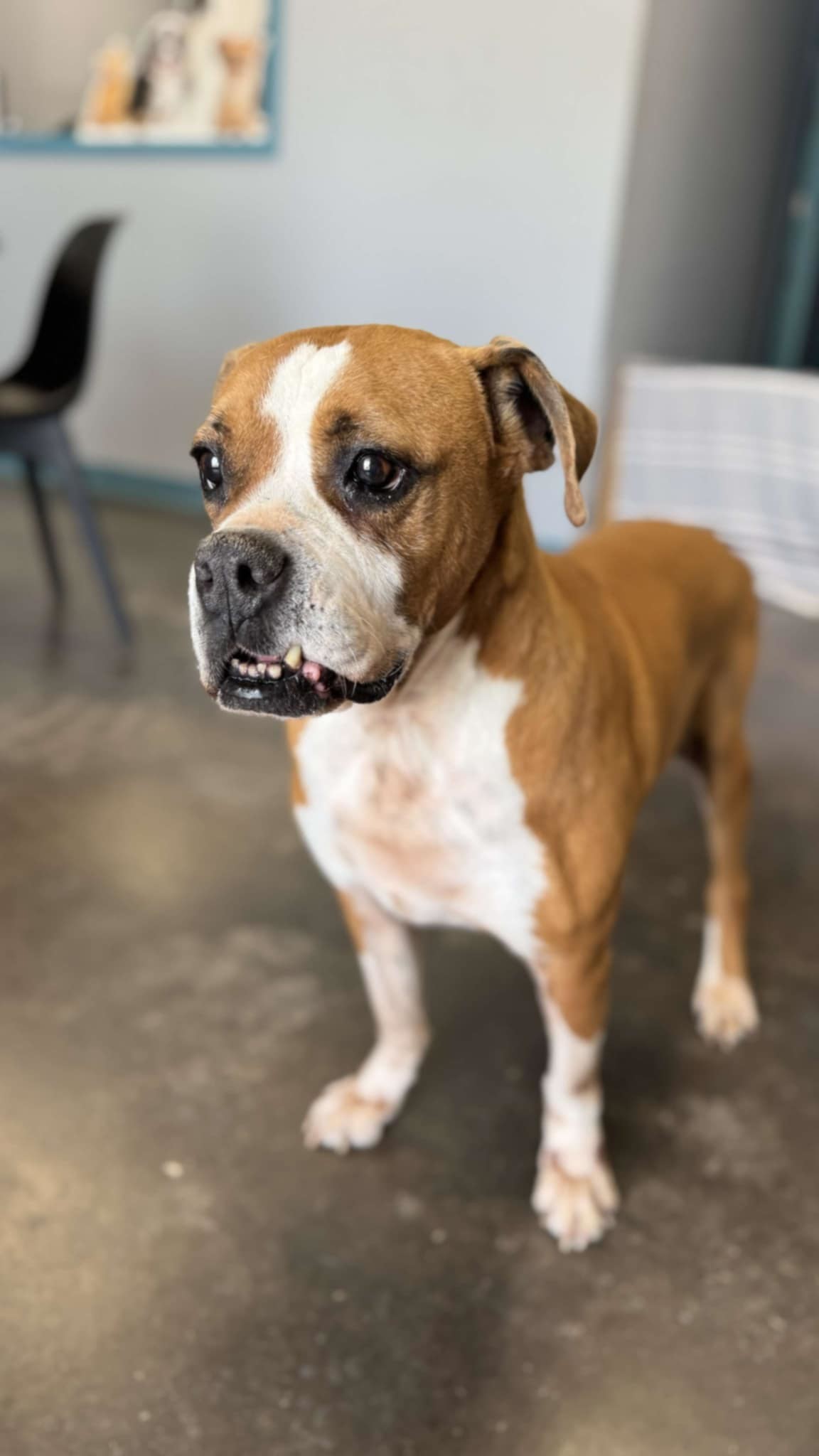 Kiki, an adoptable Boxer in San Angelo , TX, 76904 | Photo Image 3