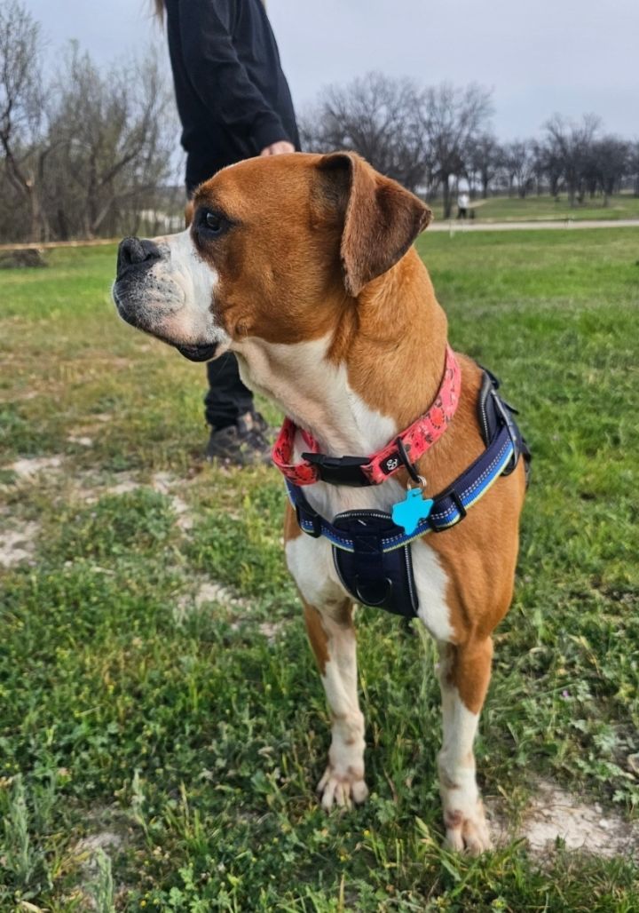 Kiki, an adoptable Boxer in San Angelo , TX, 76904 | Photo Image 4