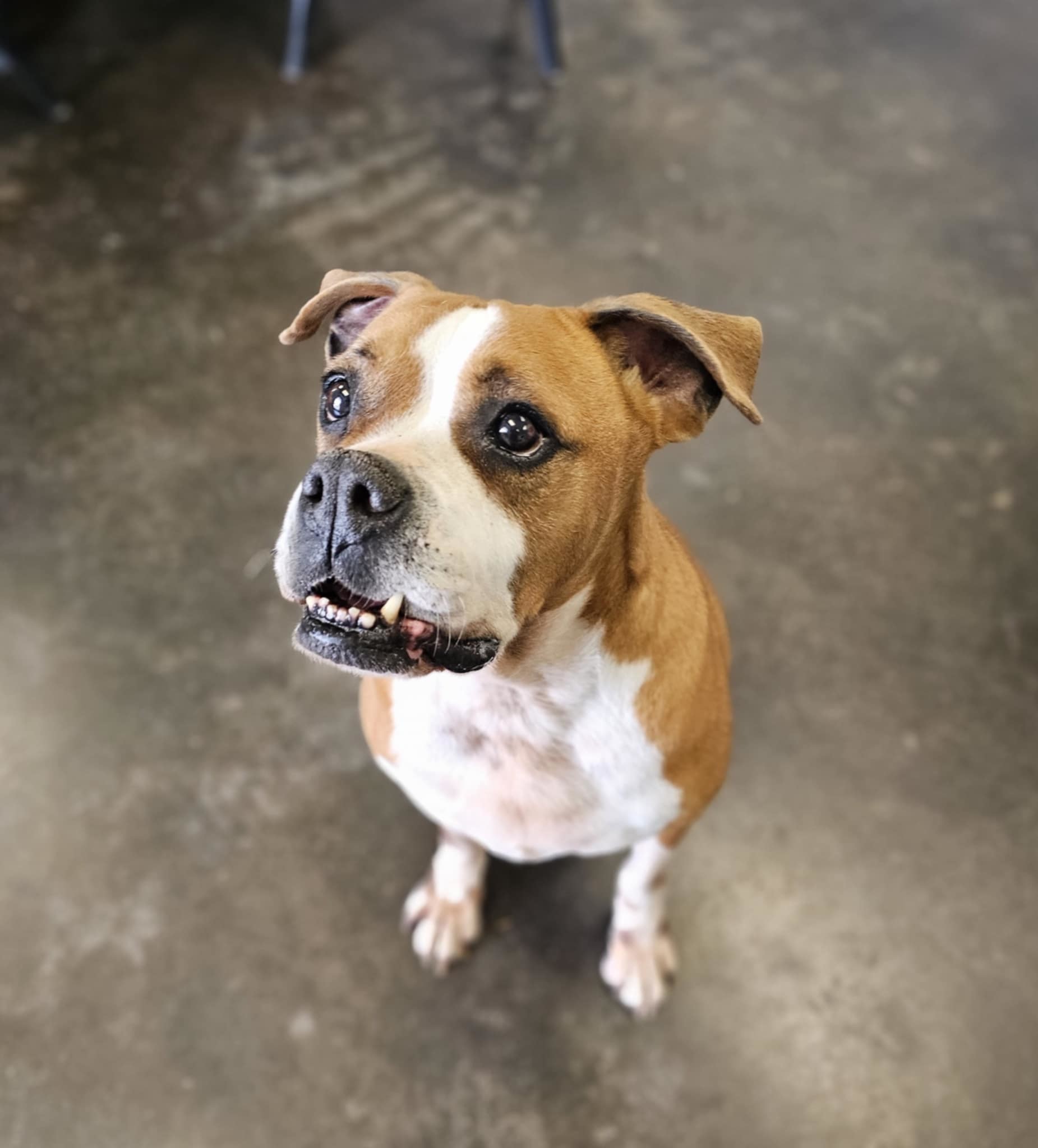 Kiki, an adoptable Boxer in San Angelo , TX, 76904 | Photo Image 5