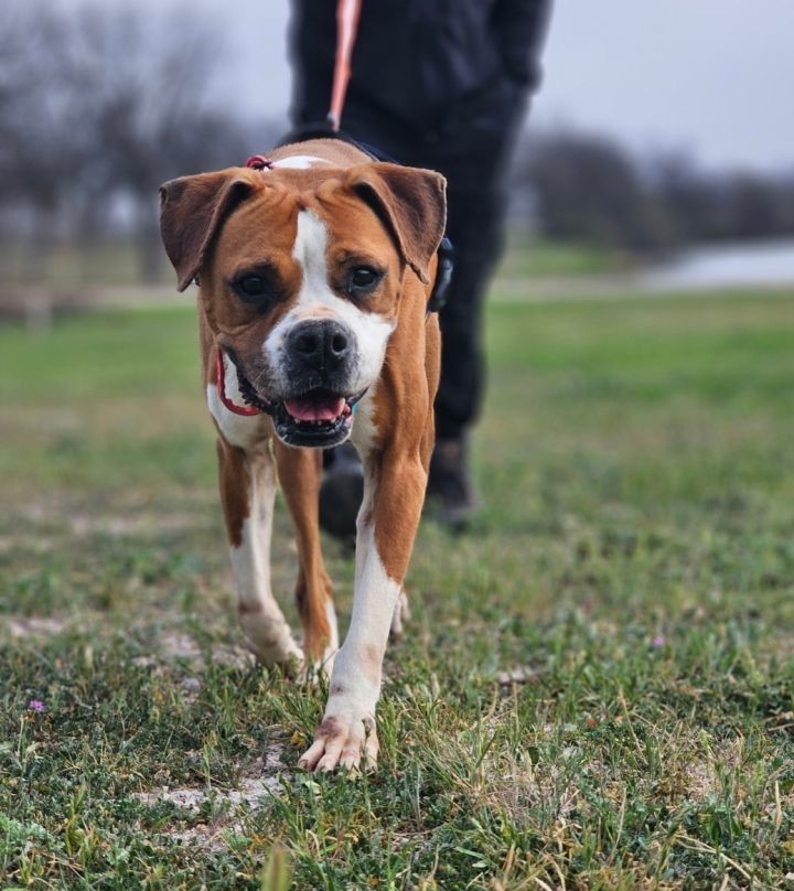 Kiki, an adoptable Boxer in San Angelo , TX, 76904 | Photo Image 6
