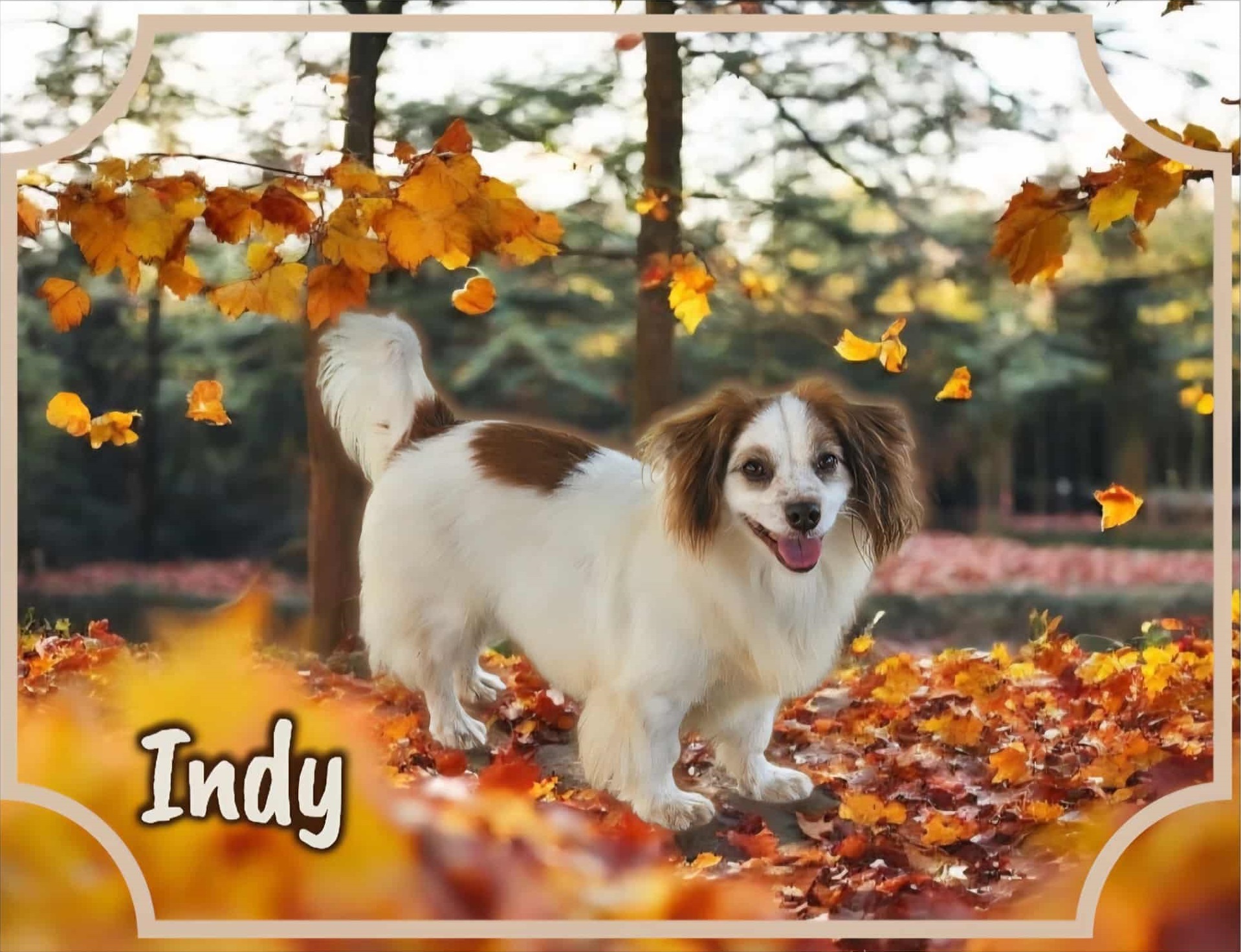 Indy, an adoptable Dachshund in San Angelo , TX, 76904 | Photo Image 1