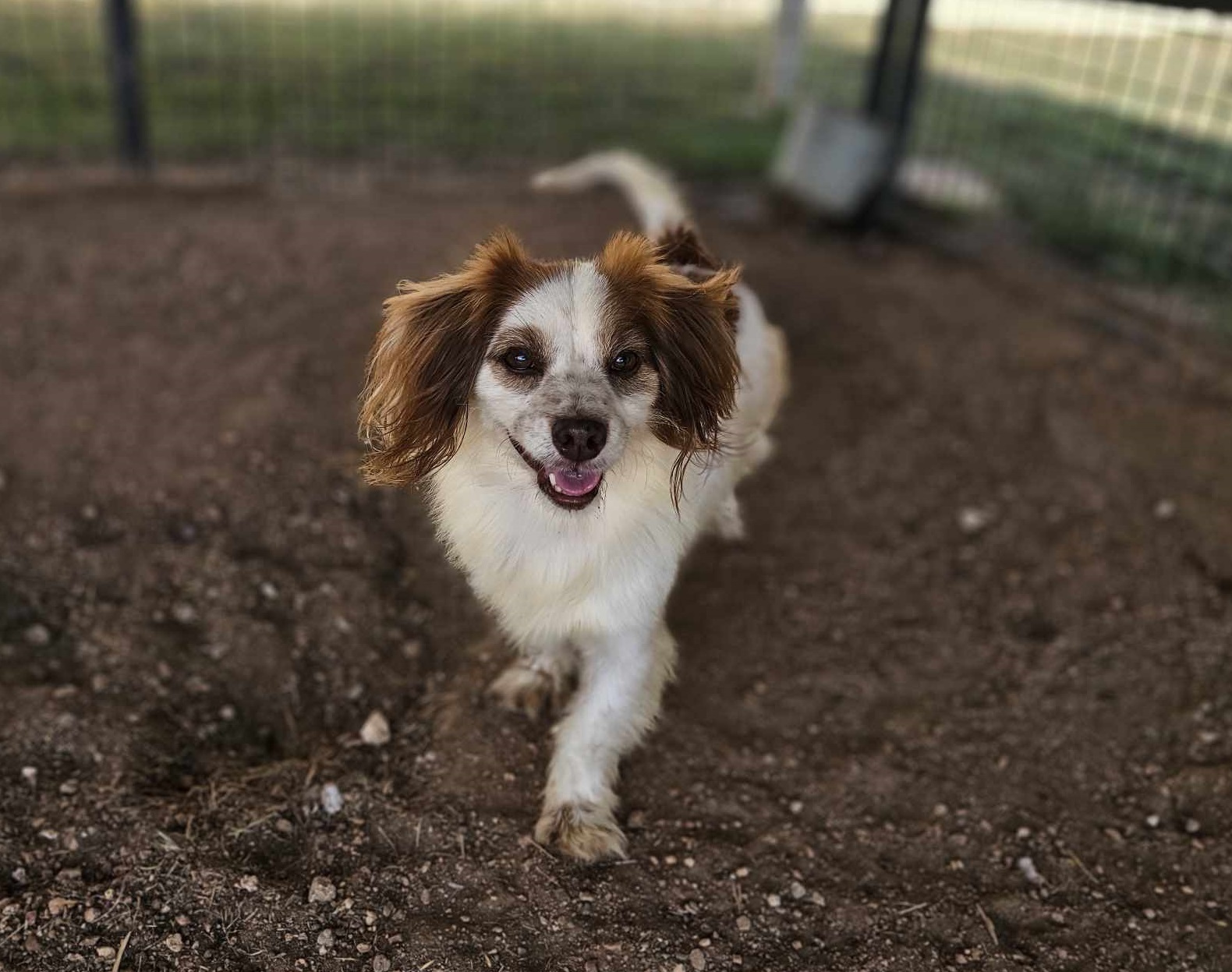 Indy, an adoptable Dachshund in San Angelo , TX, 76904 | Photo Image 2