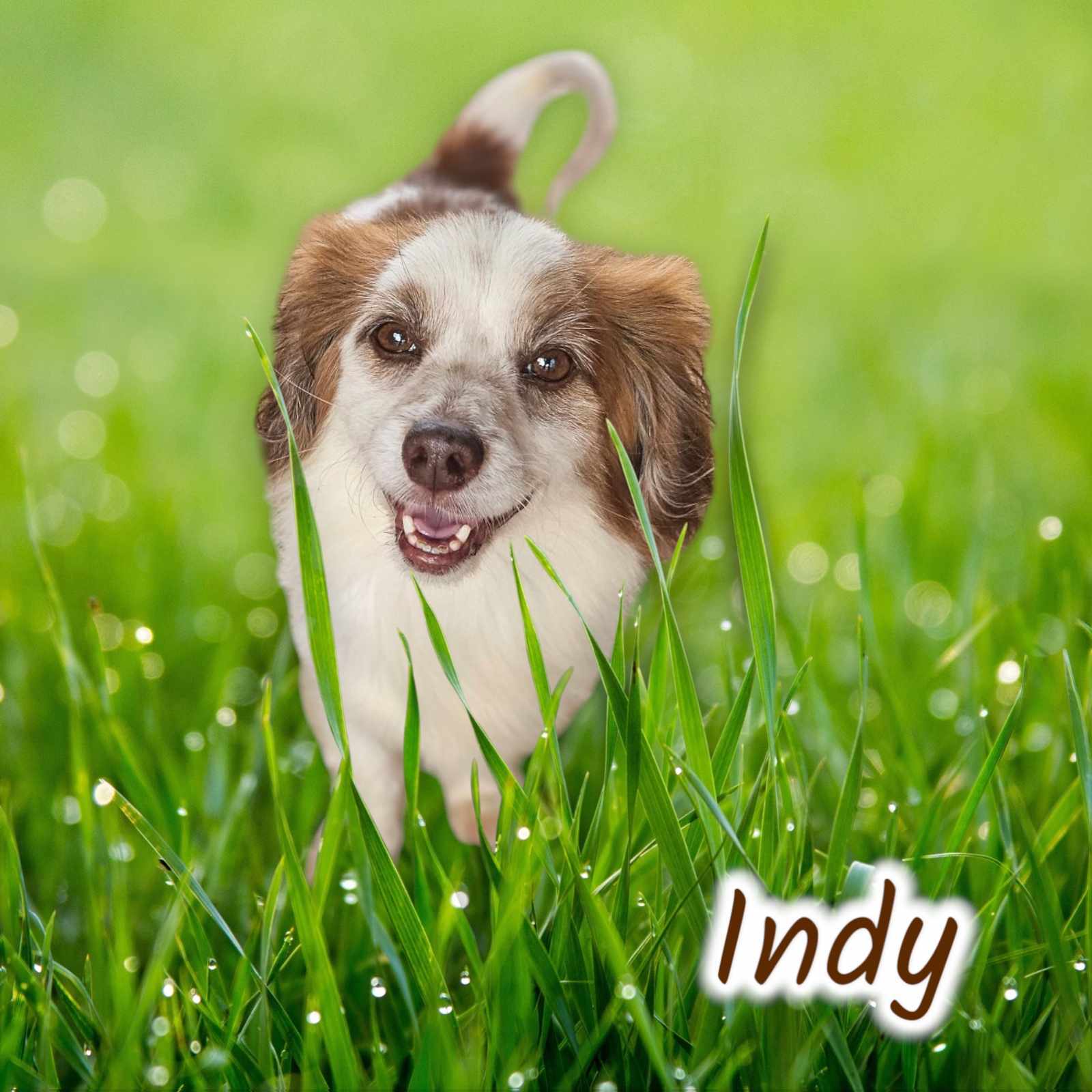 Indy, an adoptable Dachshund in San Angelo , TX, 76904 | Photo Image 2