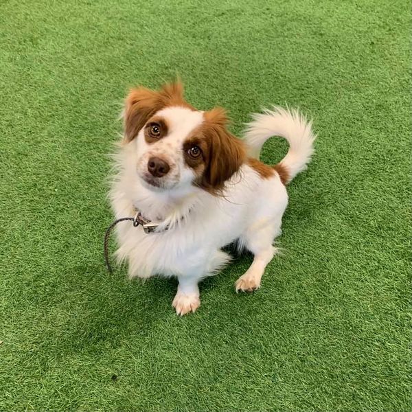 Indy, an adoptable Dachshund in San Angelo , TX, 76904 | Photo Image 3