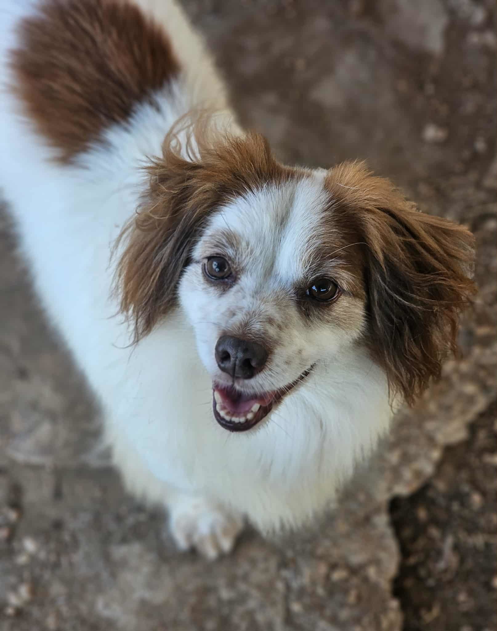 Indy, an adoptable Dachshund in San Angelo , TX, 76904 | Photo Image 3
