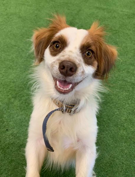 Indy, an adoptable Dachshund in San Angelo , TX, 76904 | Photo Image 4