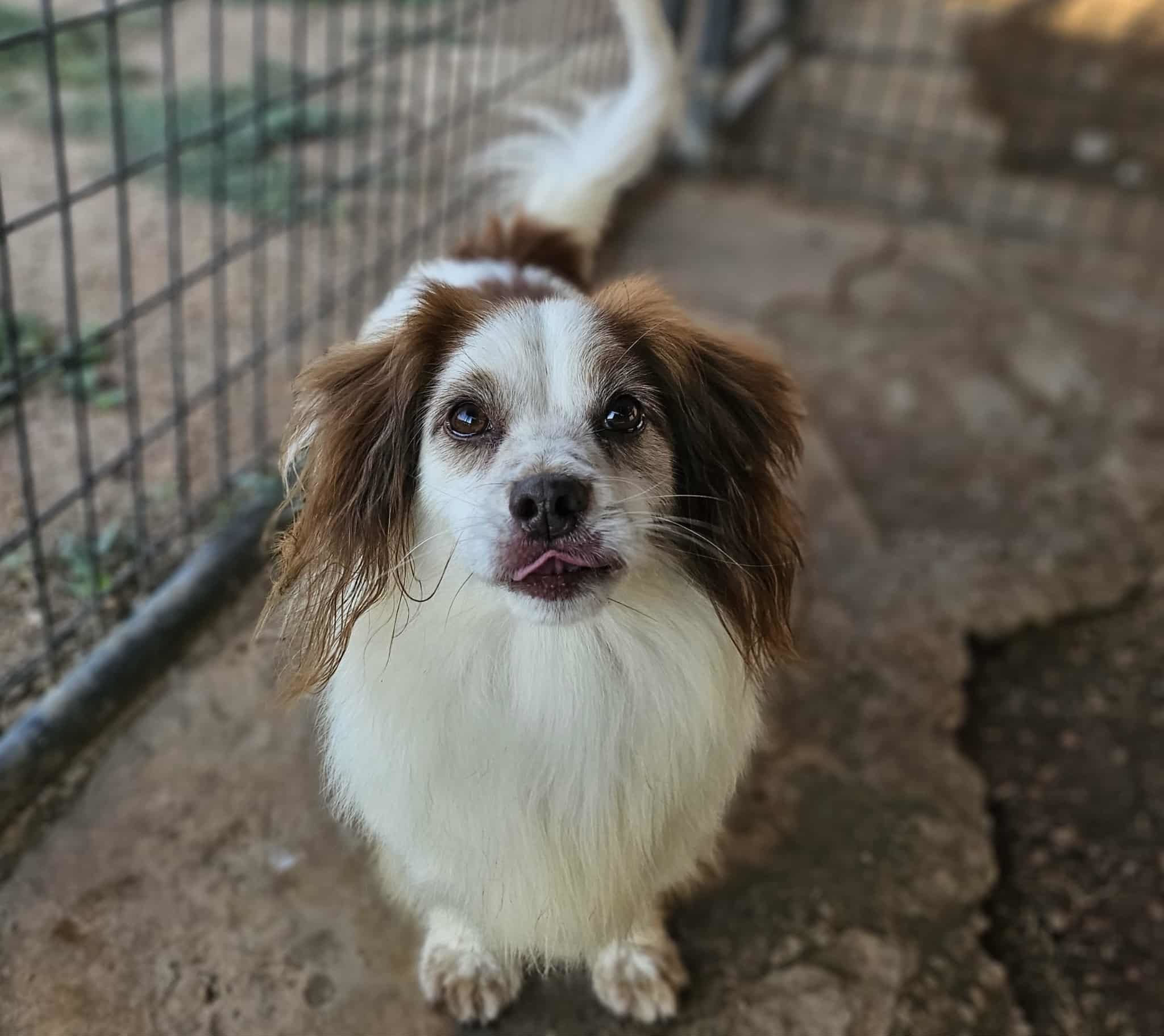 Indy, an adoptable Dachshund in San Angelo , TX, 76904 | Photo Image 4