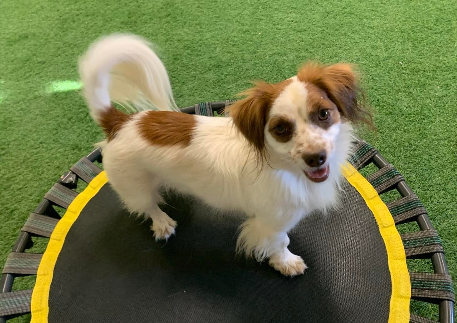 Indy, an adoptable Dachshund in San Angelo , TX, 76904 | Photo Image 5