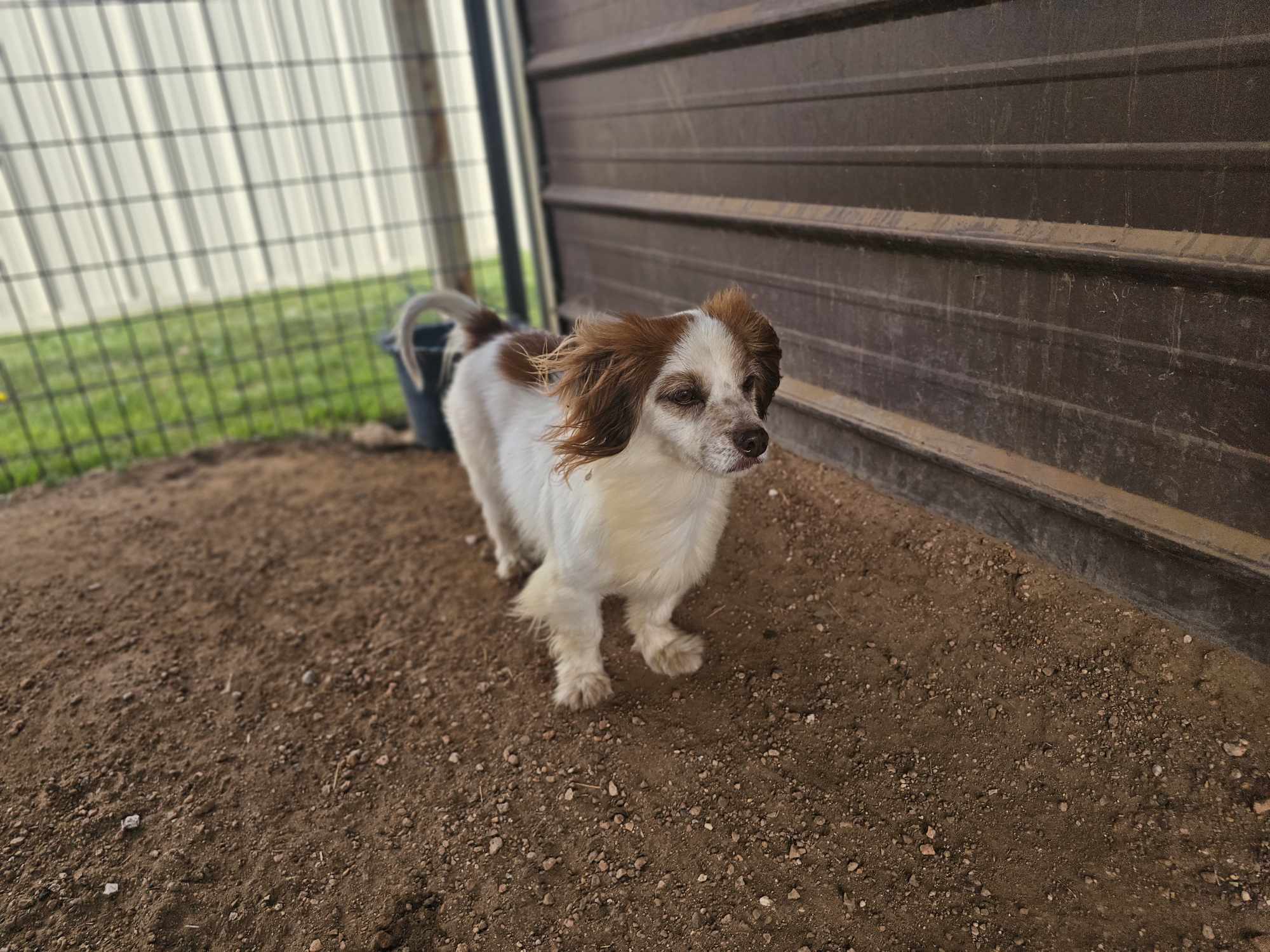 Indy, an adoptable Dachshund in San Angelo , TX, 76904 | Photo Image 6