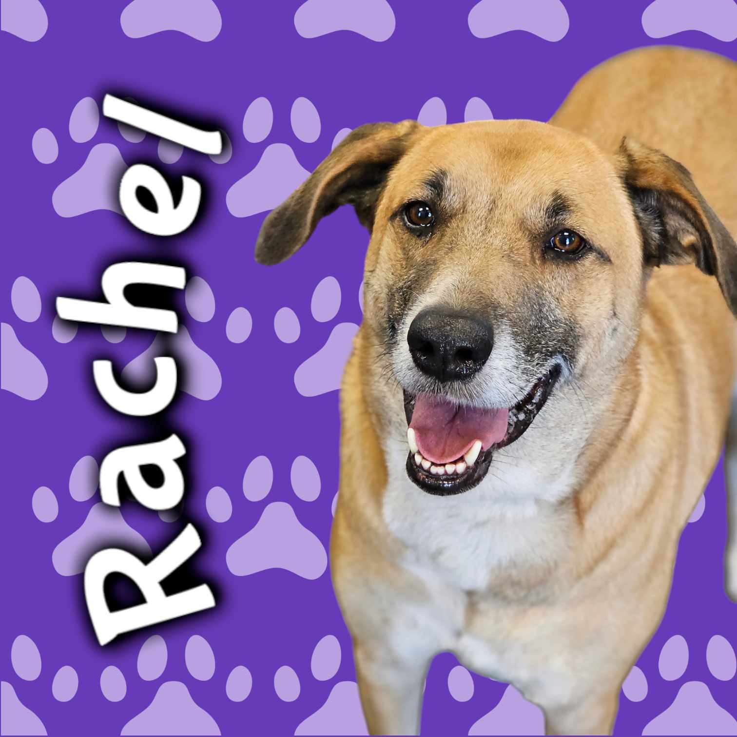 Rachel, an adoptable Australian Cattle Dog / Blue Heeler, German Shepherd Dog in San Angelo , TX, 76904 | Photo Image 1