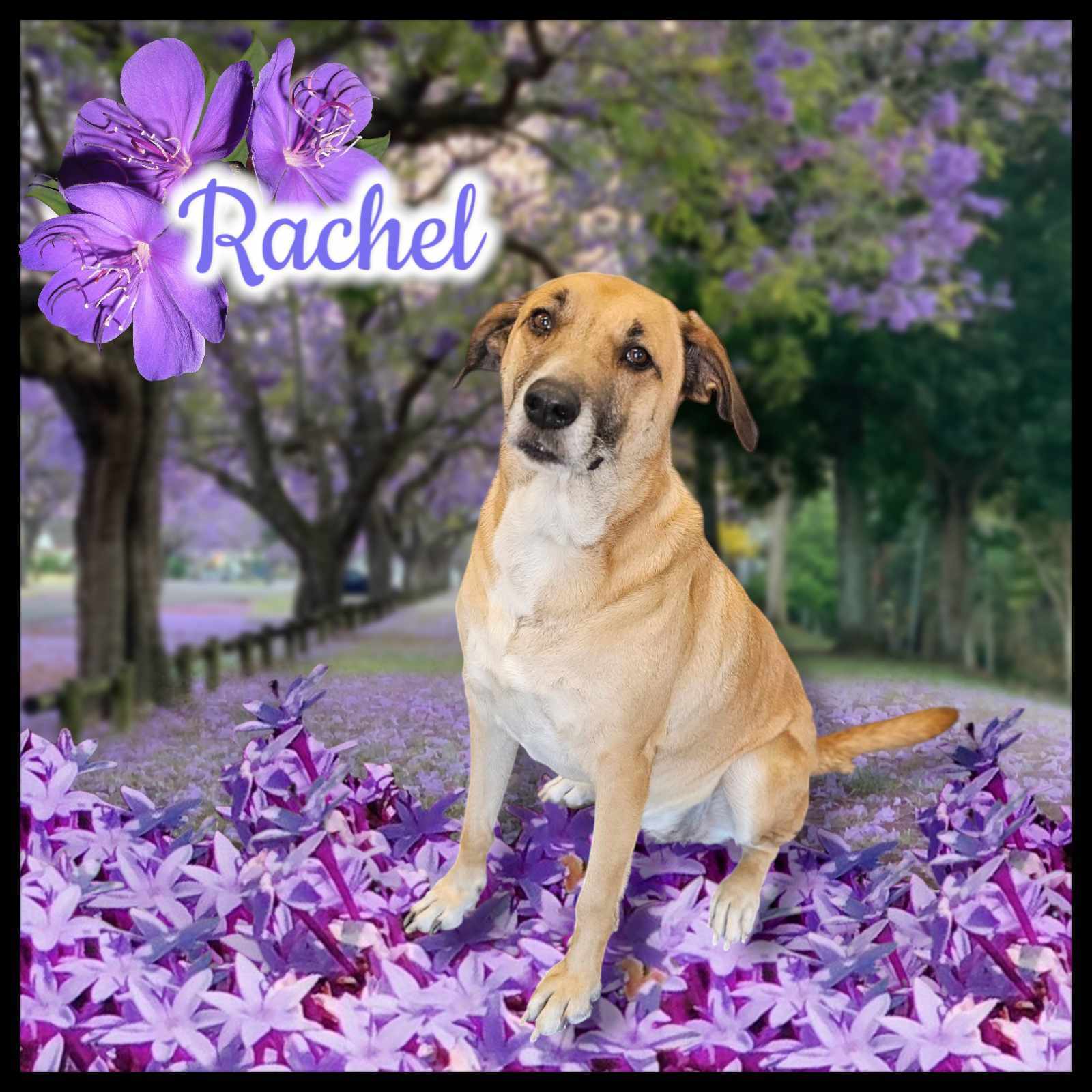 Rachel, an adoptable Australian Cattle Dog / Blue Heeler, German Shepherd Dog in San Angelo , TX, 76904 | Photo Image 2