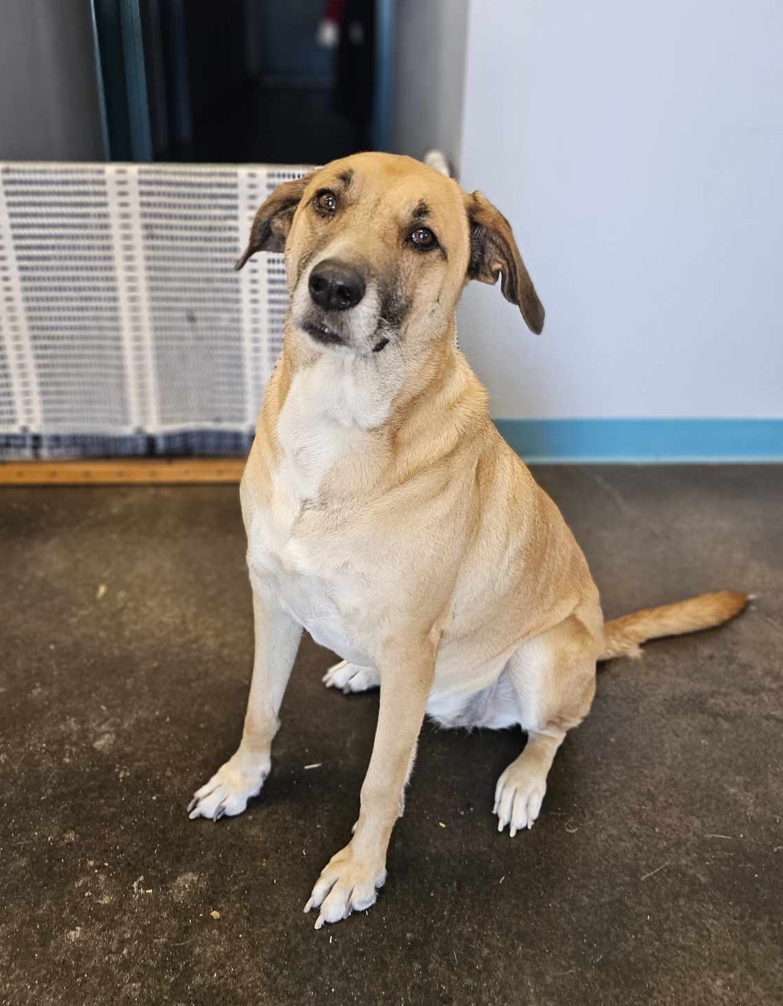 Rachel, an adoptable Australian Cattle Dog / Blue Heeler, German Shepherd Dog in San Angelo , TX, 76904 | Photo Image 3