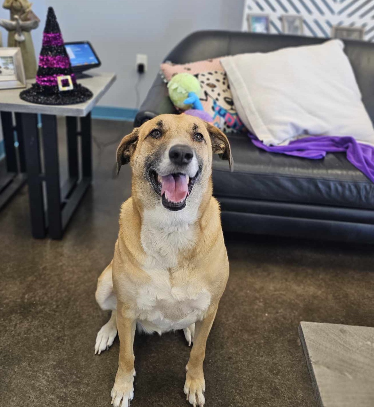 Rachel, an adoptable Australian Cattle Dog / Blue Heeler, German Shepherd Dog in San Angelo , TX, 76904 | Photo Image 5
