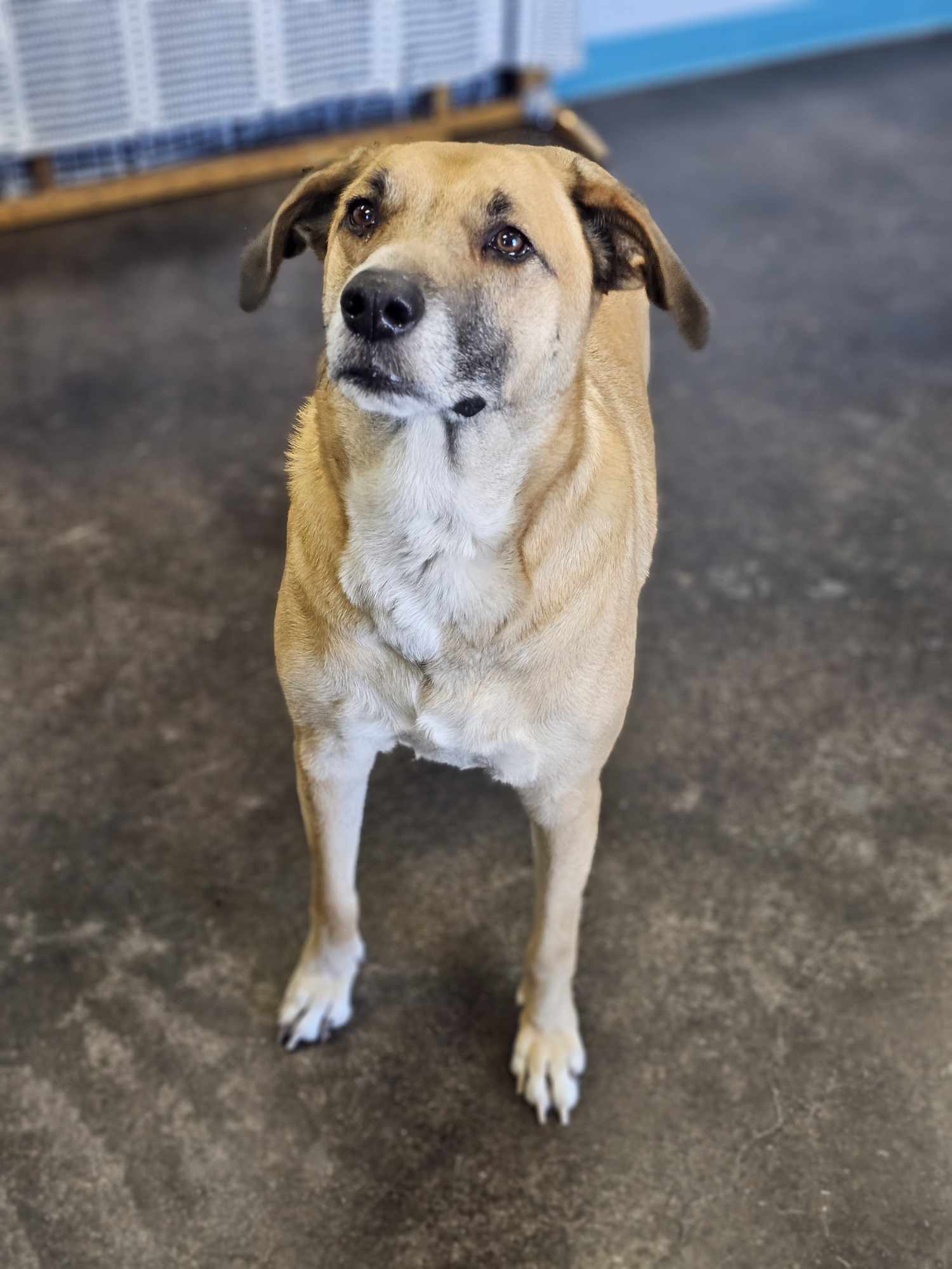 Rachel, an adoptable Australian Cattle Dog / Blue Heeler, German Shepherd Dog in San Angelo , TX, 76904 | Photo Image 6