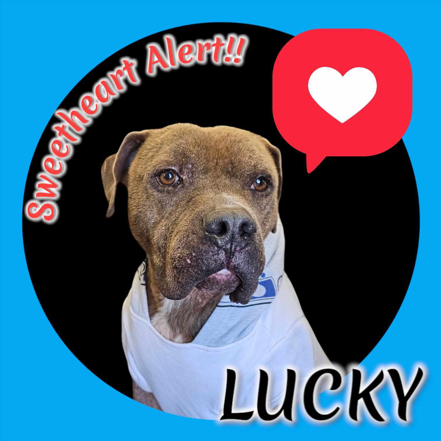 Lucky, an adoptable American Staffordshire Terrier, American Bulldog in San Angelo , TX, 76904 | Photo Image 2
