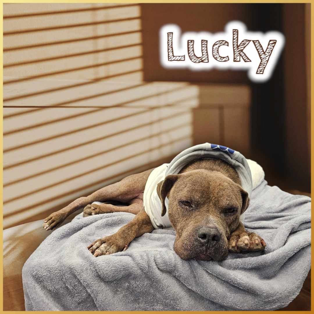 Lucky, an adoptable American Staffordshire Terrier, American Bulldog in San Angelo , TX, 76904 | Photo Image 3