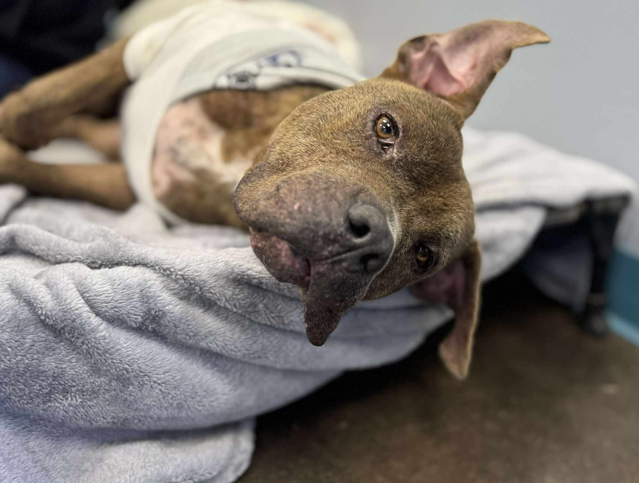 Lucky, an adoptable American Staffordshire Terrier, American Bulldog in San Angelo , TX, 76904 | Photo Image 5