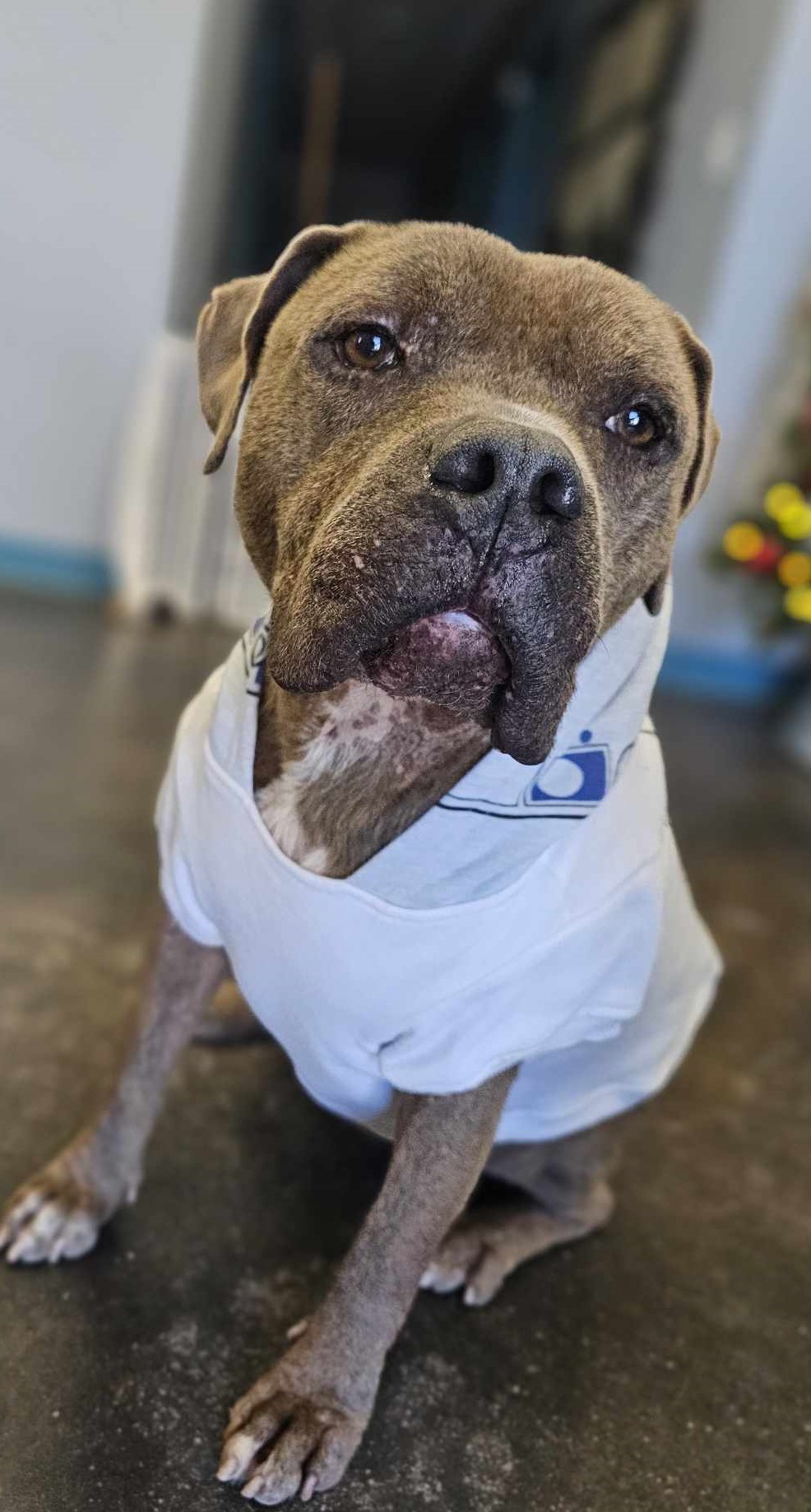 Lucky, an adoptable American Staffordshire Terrier, American Bulldog in San Angelo , TX, 76904 | Photo Image 6