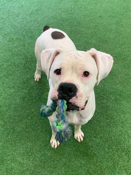 McLovin, an adoptable Boxer in San Angelo , TX, 76904 | Photo Image 1